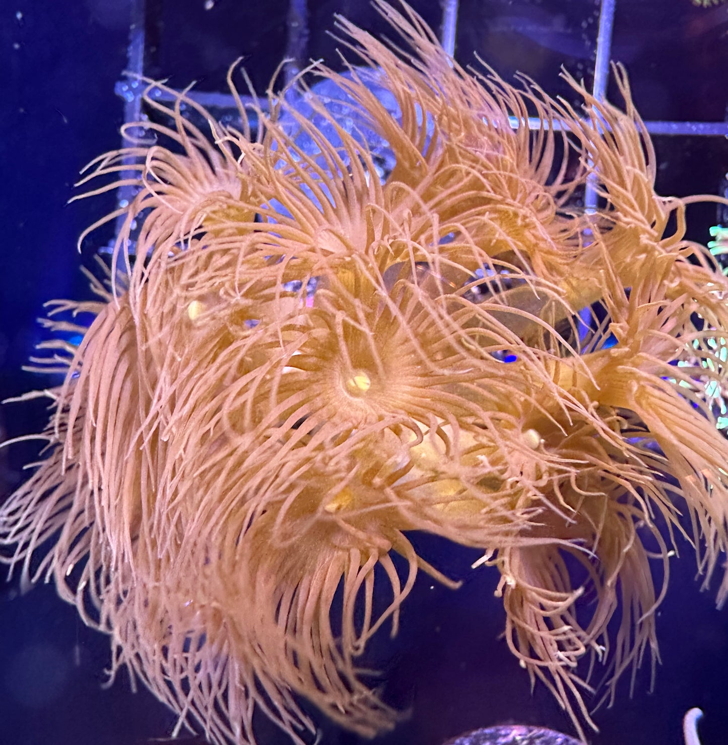 WYSIWYG Yellow Parazoanthus Polyps 13E3