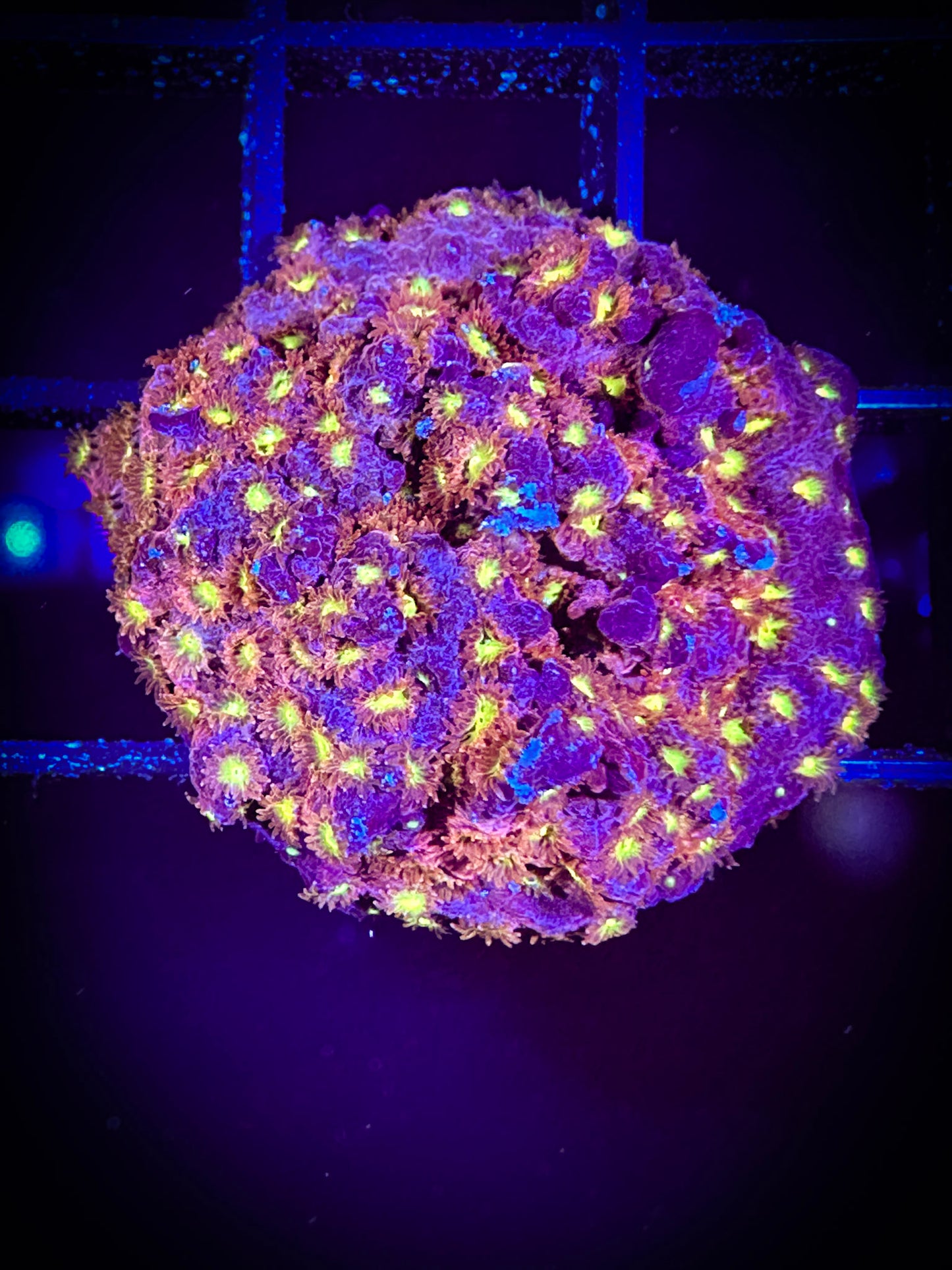 ECC Bling Bling Cyphastrea