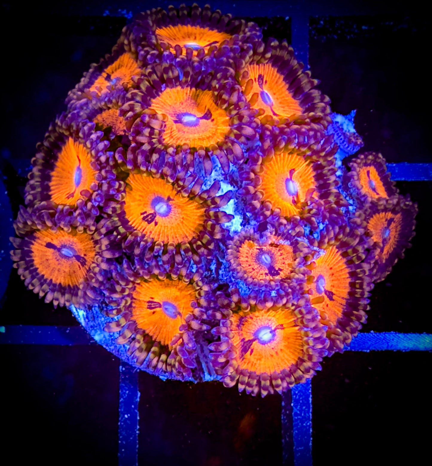 WYSIWYG WWC Bloodsuckers AKA Date Night Zoanthids Mini Colony 02D3