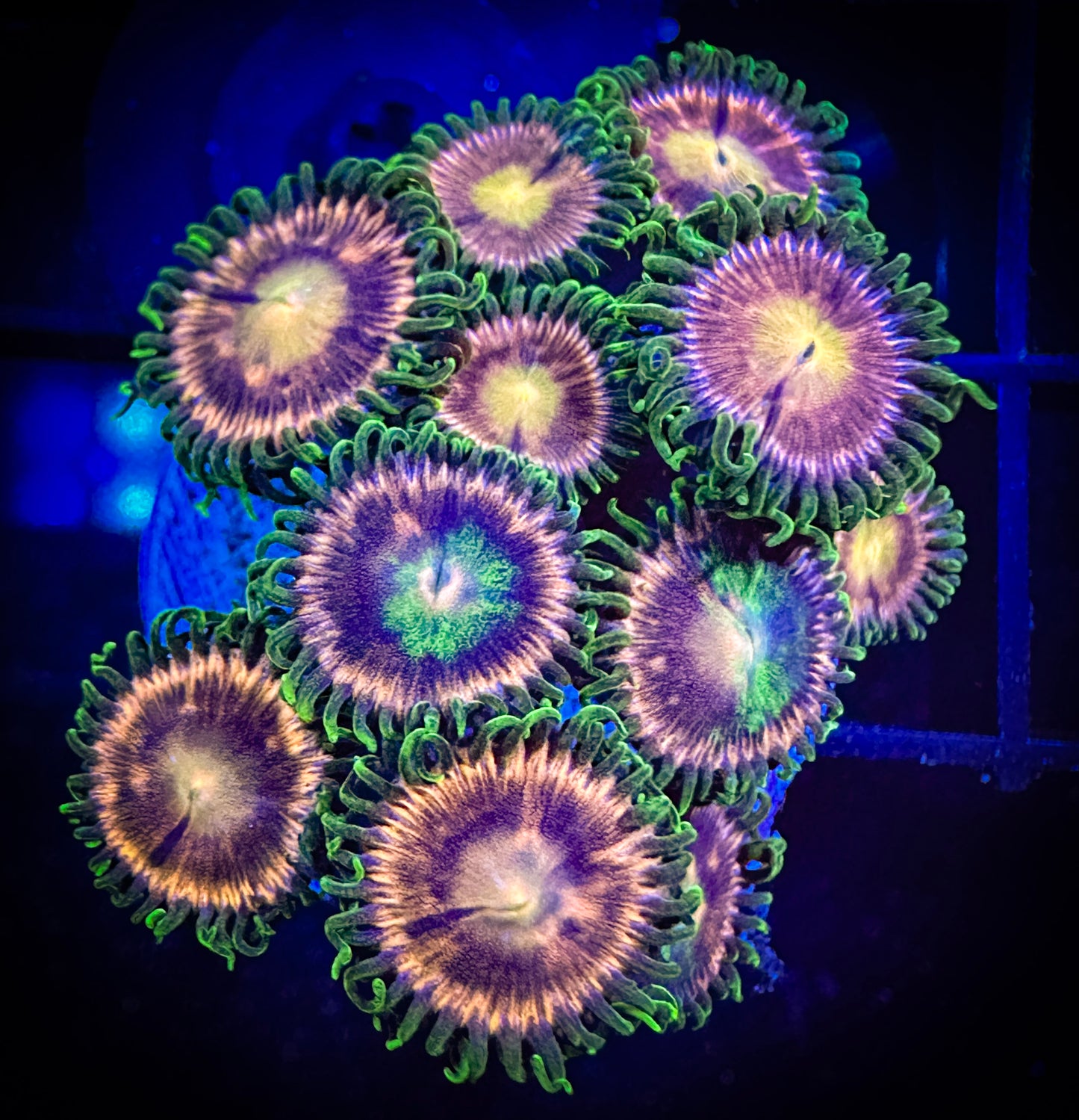 WYSIWYG Laser Lemons Zoanthids Frag 03A4