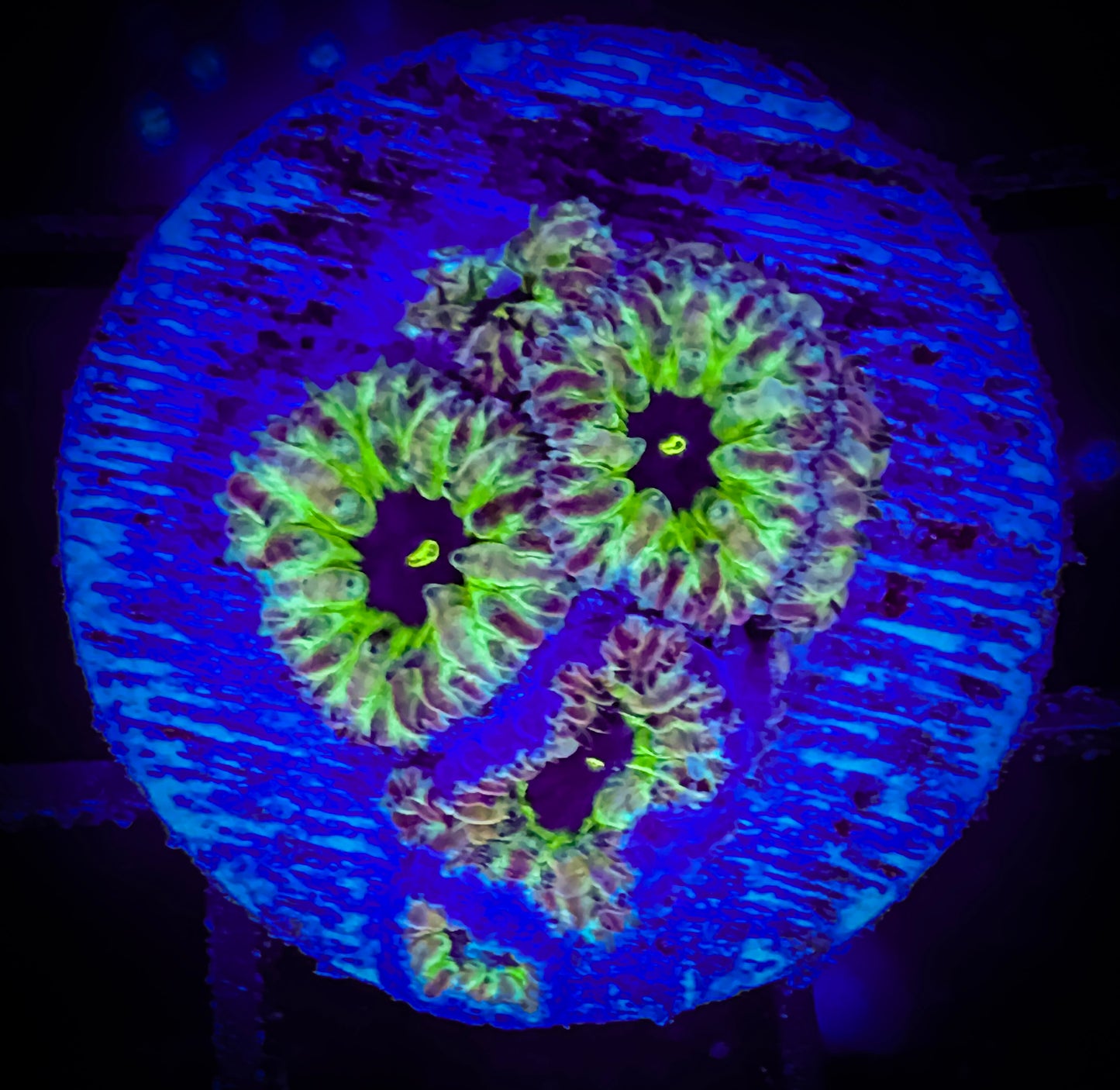 WYSIWYG Master PPE Blastomussa Merletti 03B1