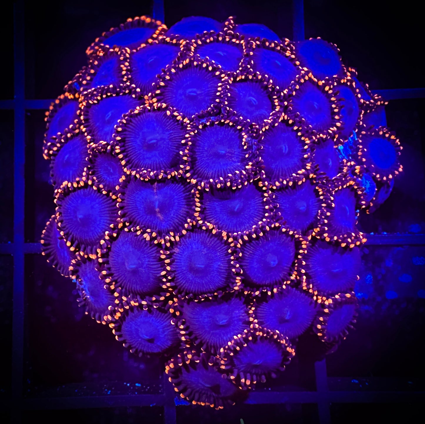 WYSIWYG Spiderman Zoanthids Colony 03B2