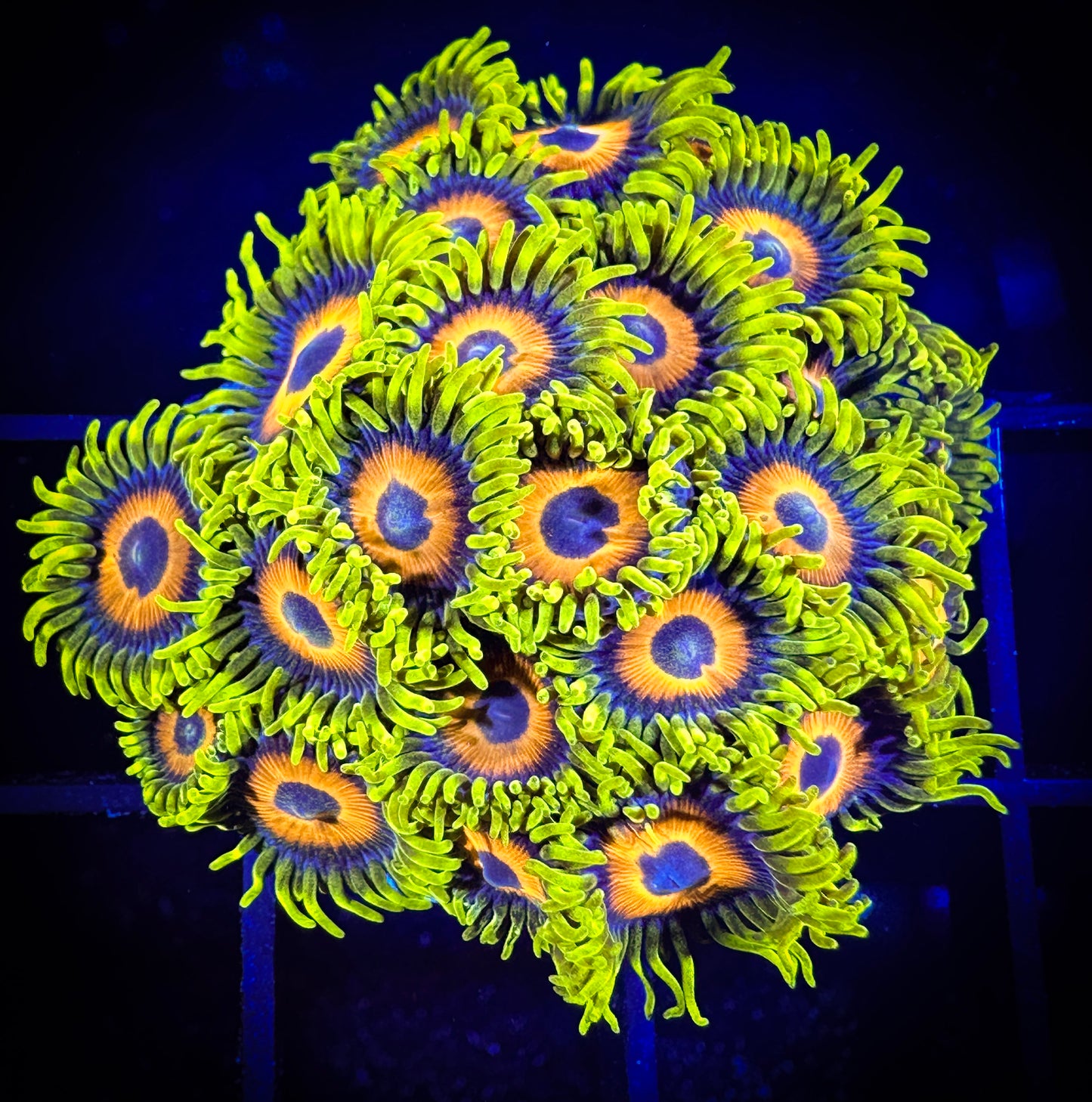 WYSIWYG Super Sunflower AKA Lazy's Lashes Zoanthids Colony 03C1