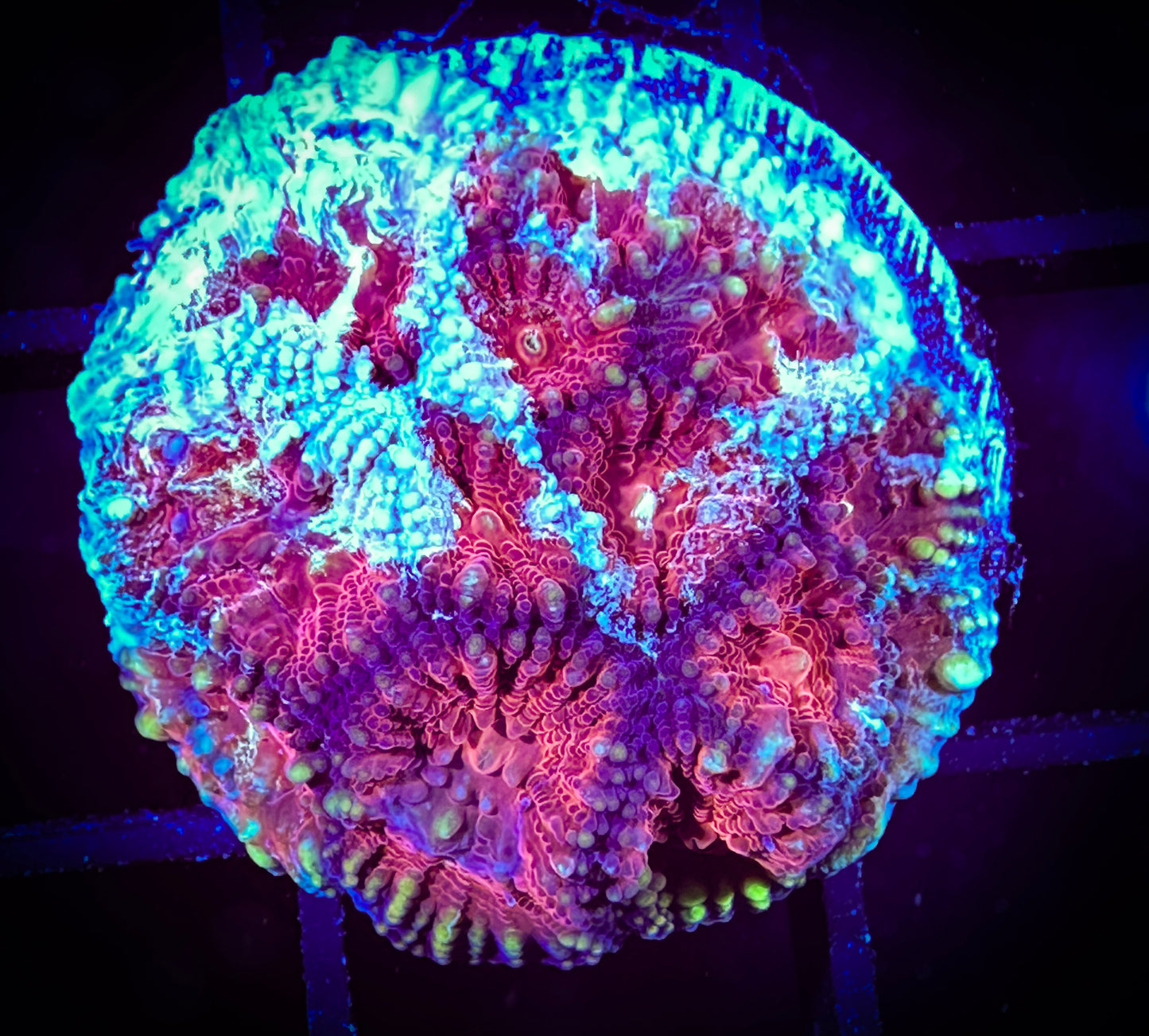 WYSIWYG Frost Fire Favia 03C4