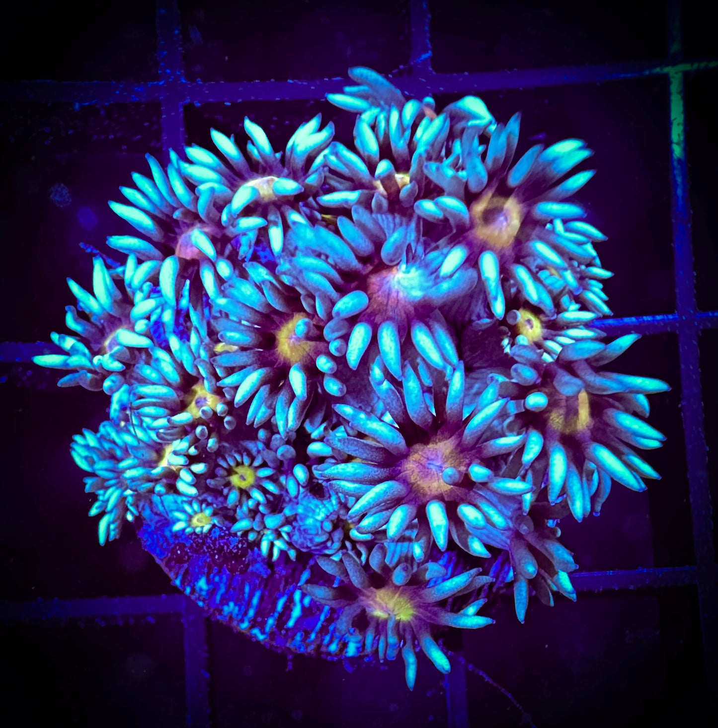 WYSIWYG Banshee Goniopora 03D4