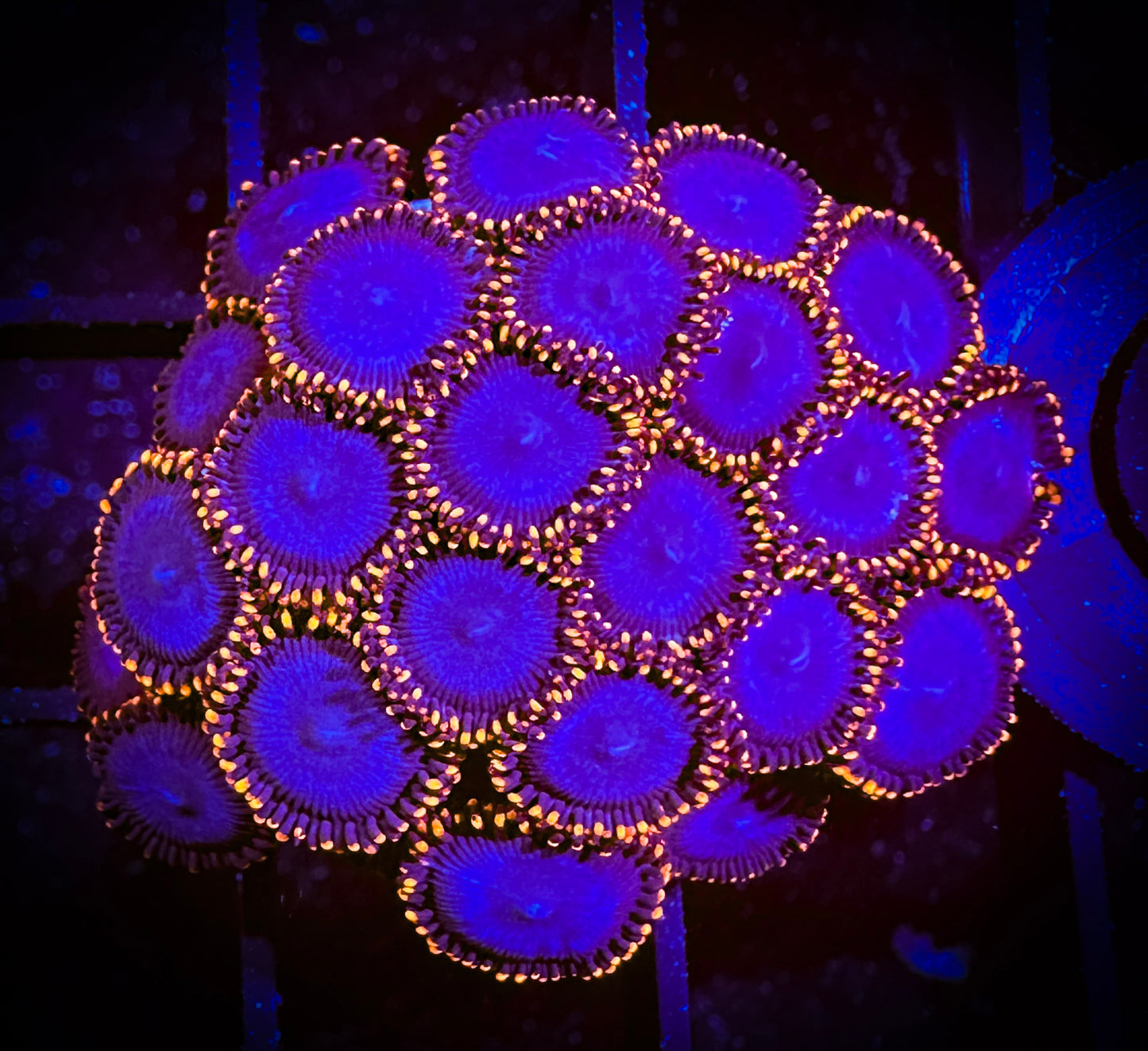WYSIWYG Spiderman Zoanthids Large Frag 03E1