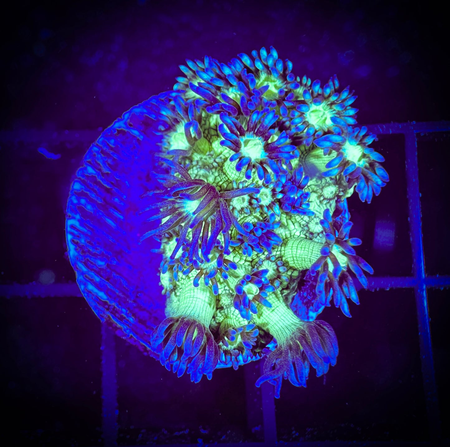 WYSIWYG Medusa Goniopora 03E1