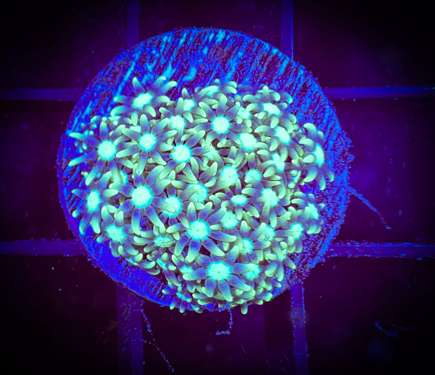 WYSIWYG Short Lash Green Star Polyp 03E2