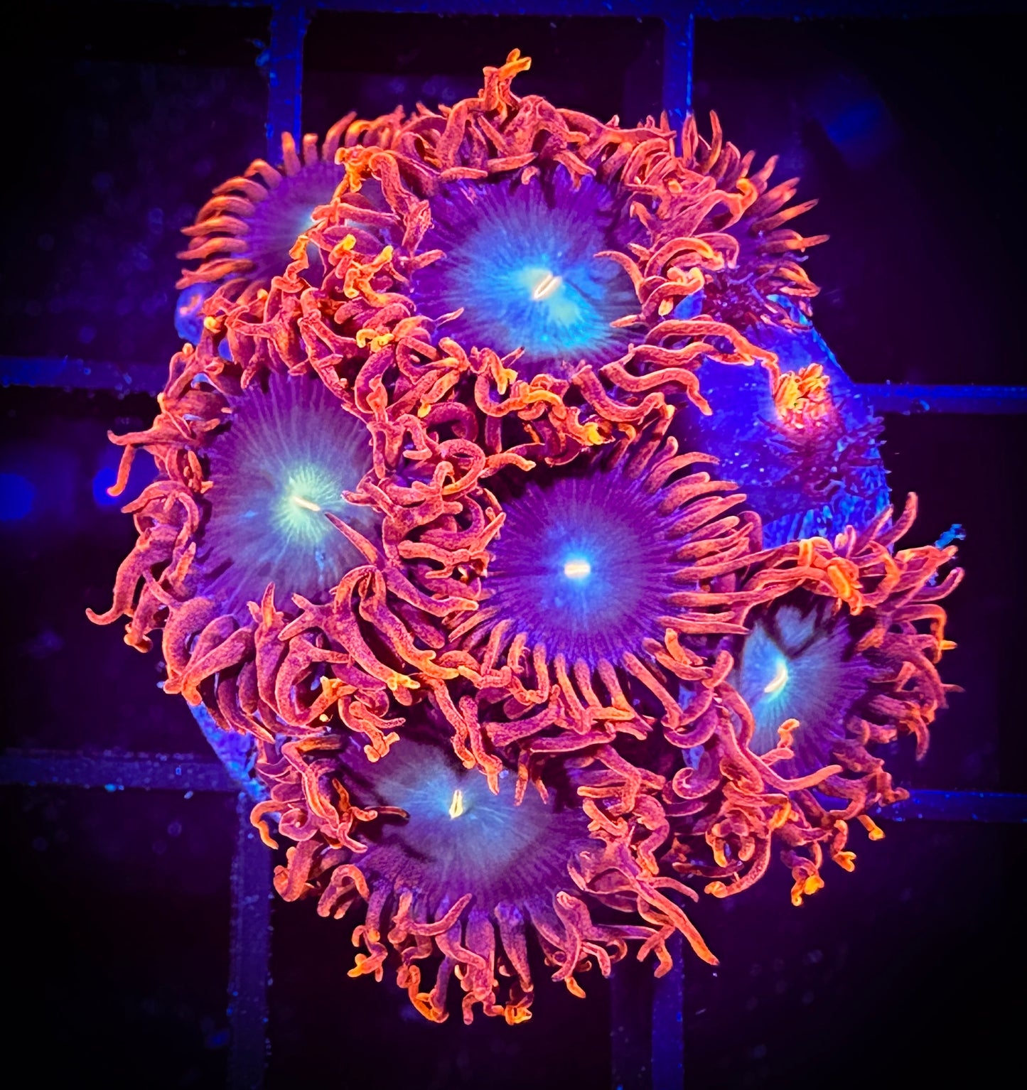 WYSIWYG CB Punk Rockers Zoanthids Large Frag 03E3