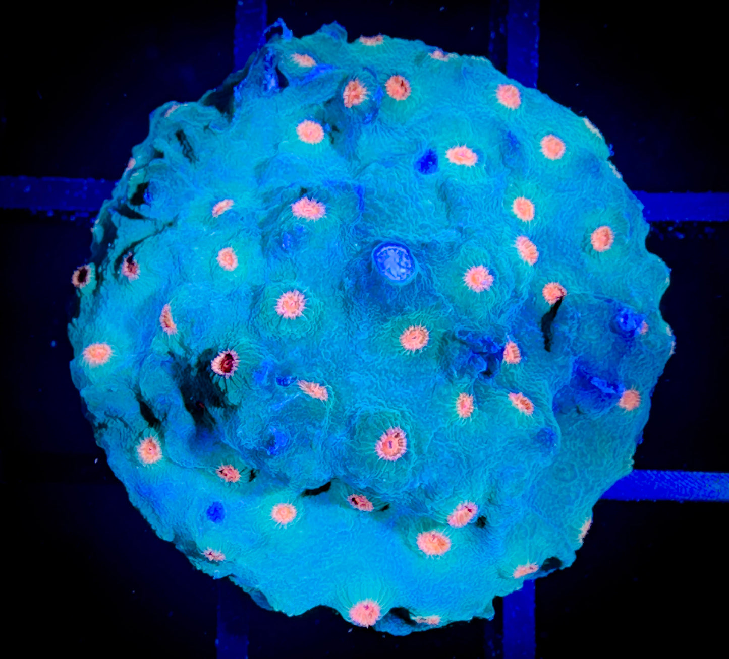 WYSIWYG Meteor Shower Cyphastrea 03E4