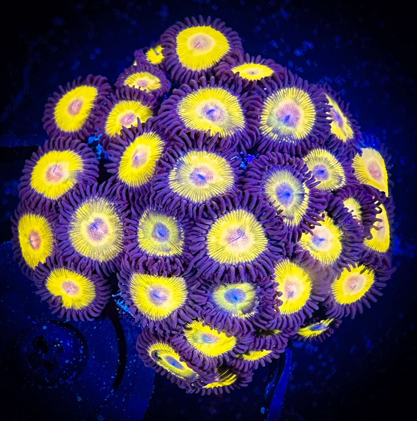 WYSIWYG Yellow Belly Zoanthids Mini Colony 03F1