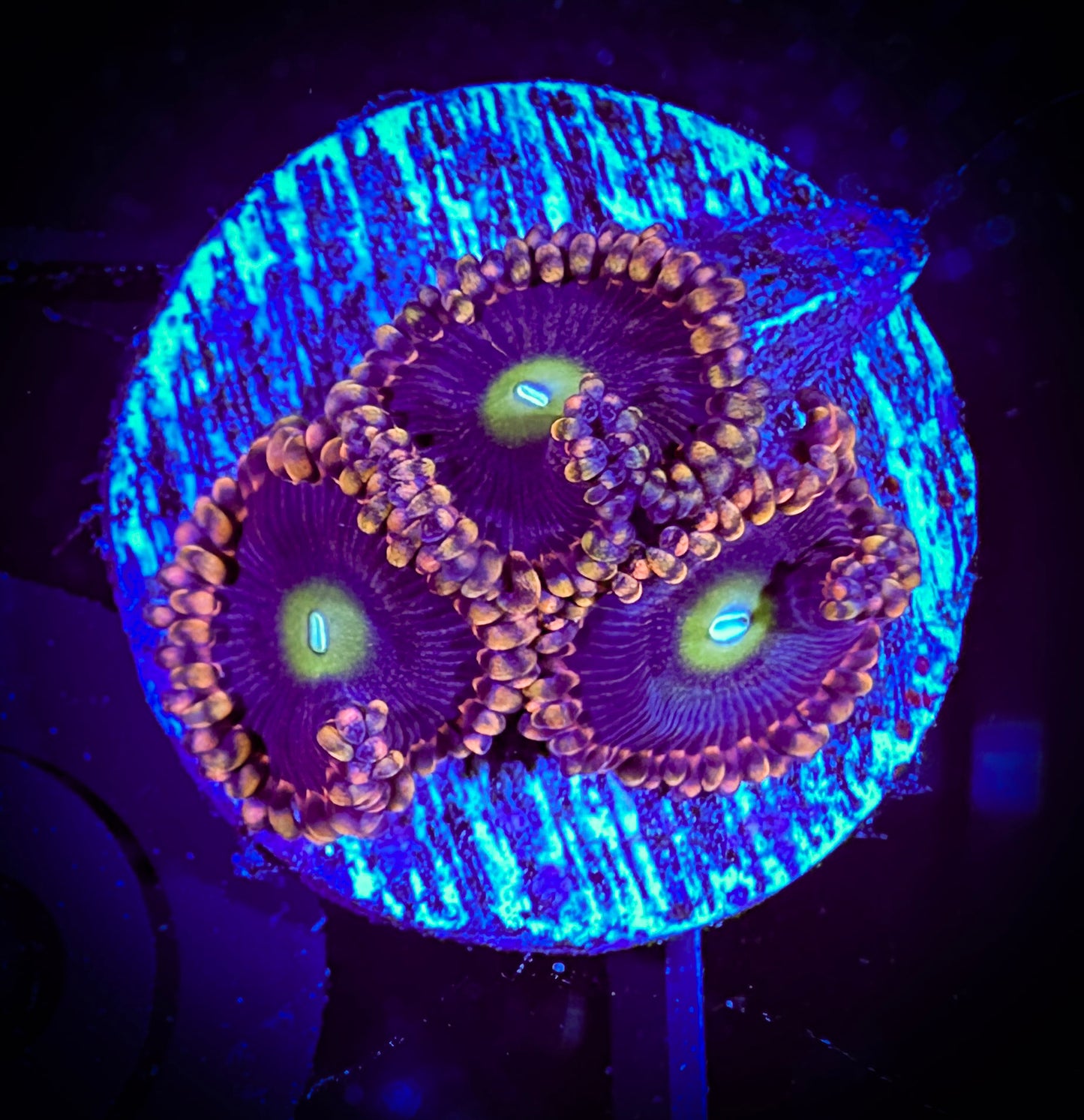 WYSIWYG Bozo Birthdays 03F1