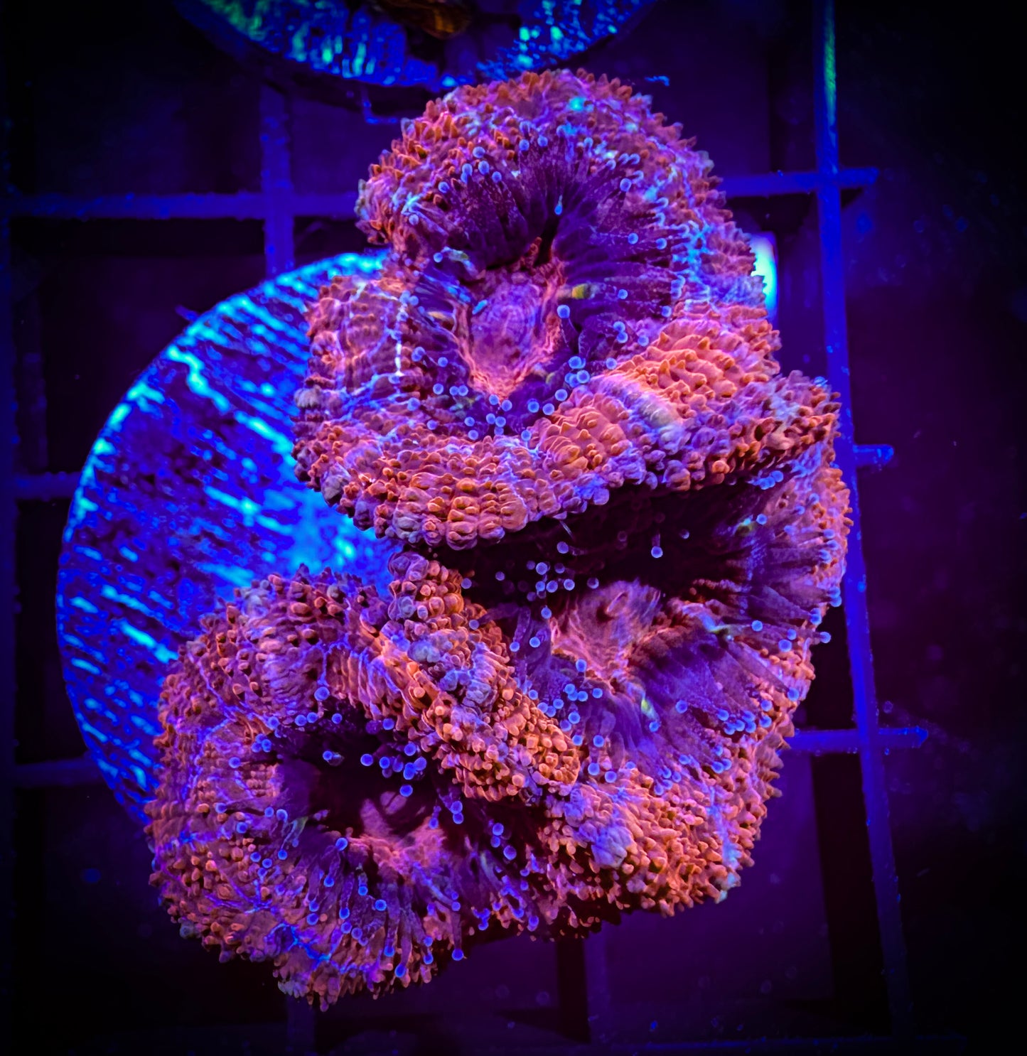 WYSIWYG Ultra Acan (Micromussa) 03F3