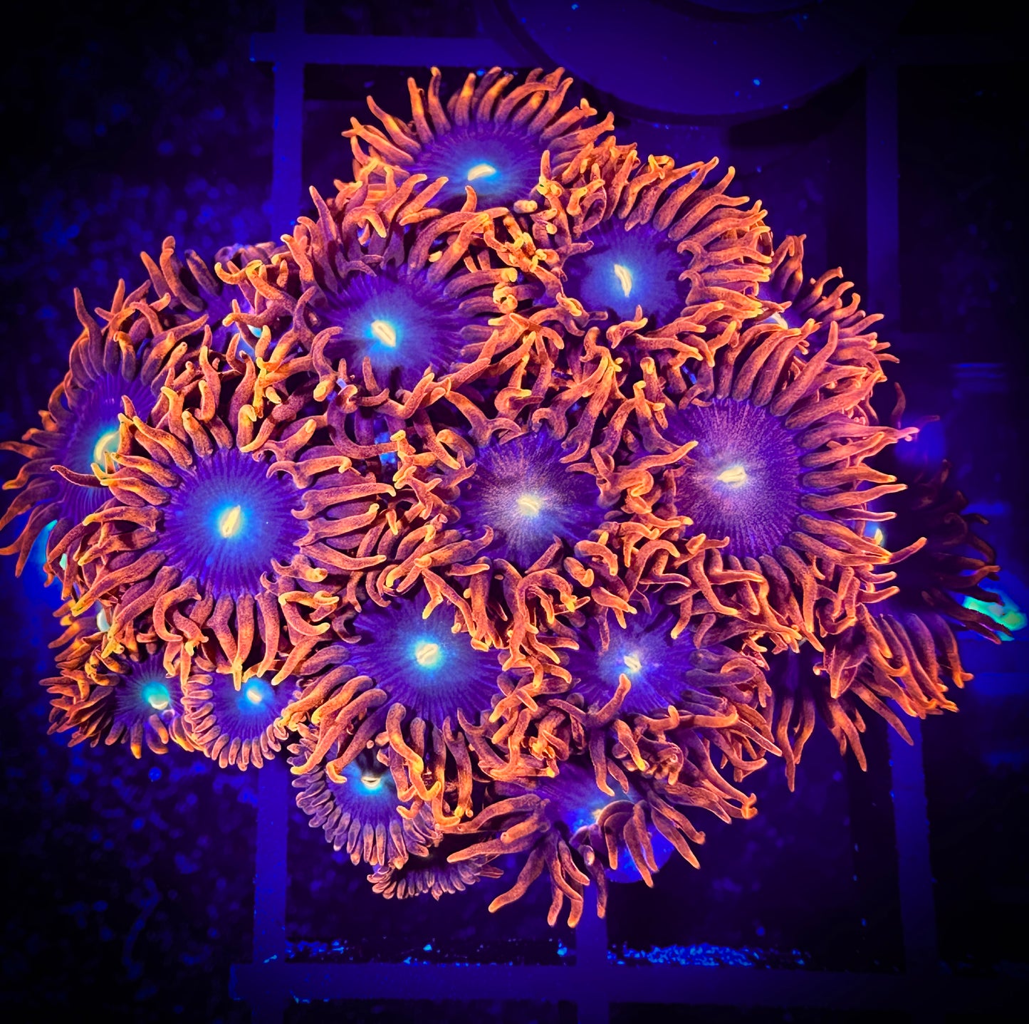 WYSIWYG CB Punk Rockers Zoanthids Colony 04A2