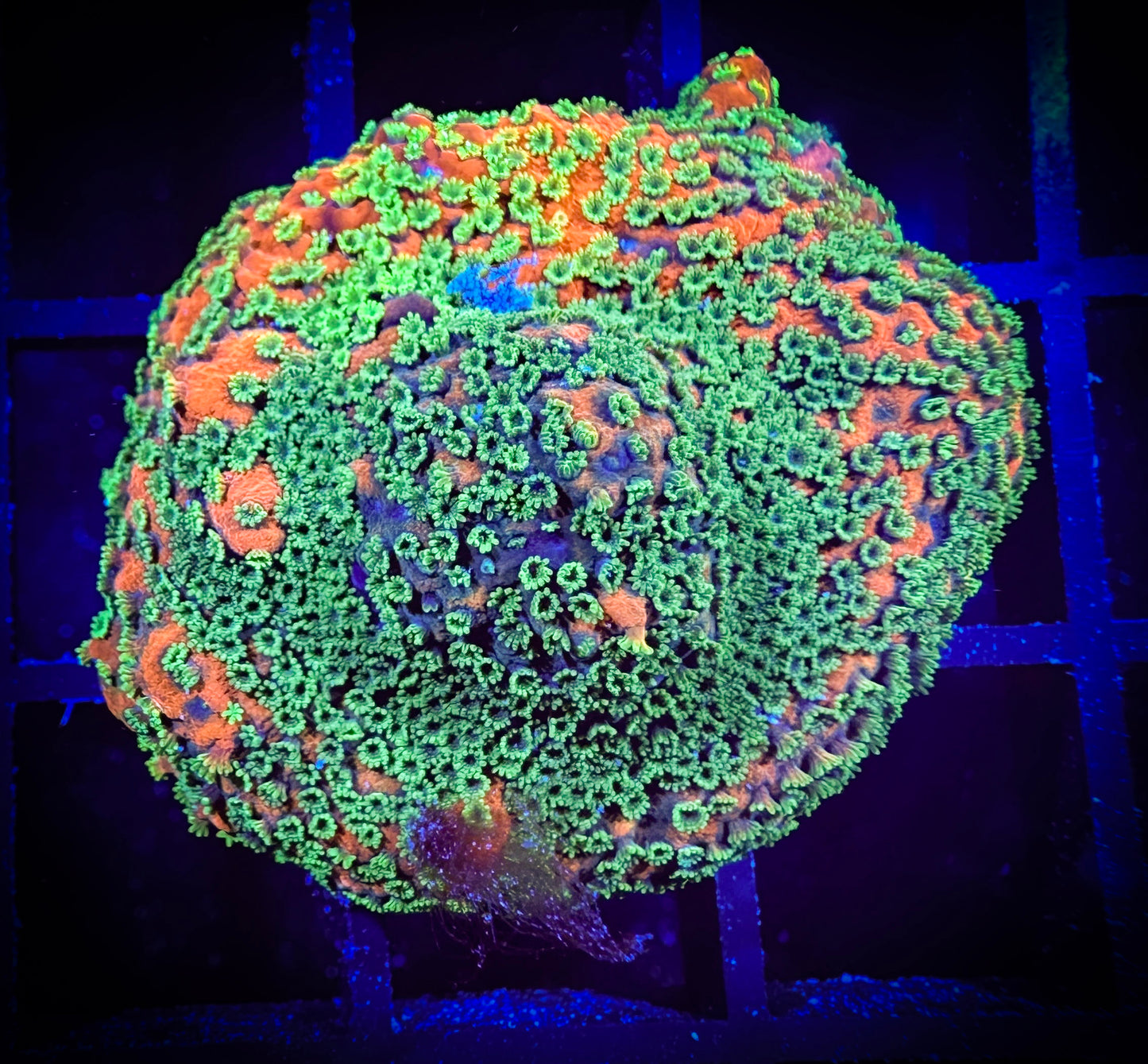 WYSIWYG Sunset Montipora 04B2