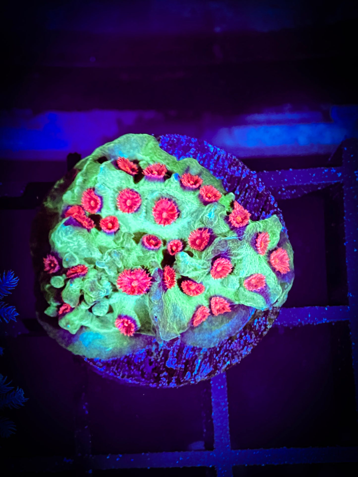 WYSIWYG Jingle Bells Cyphastrea 04C2