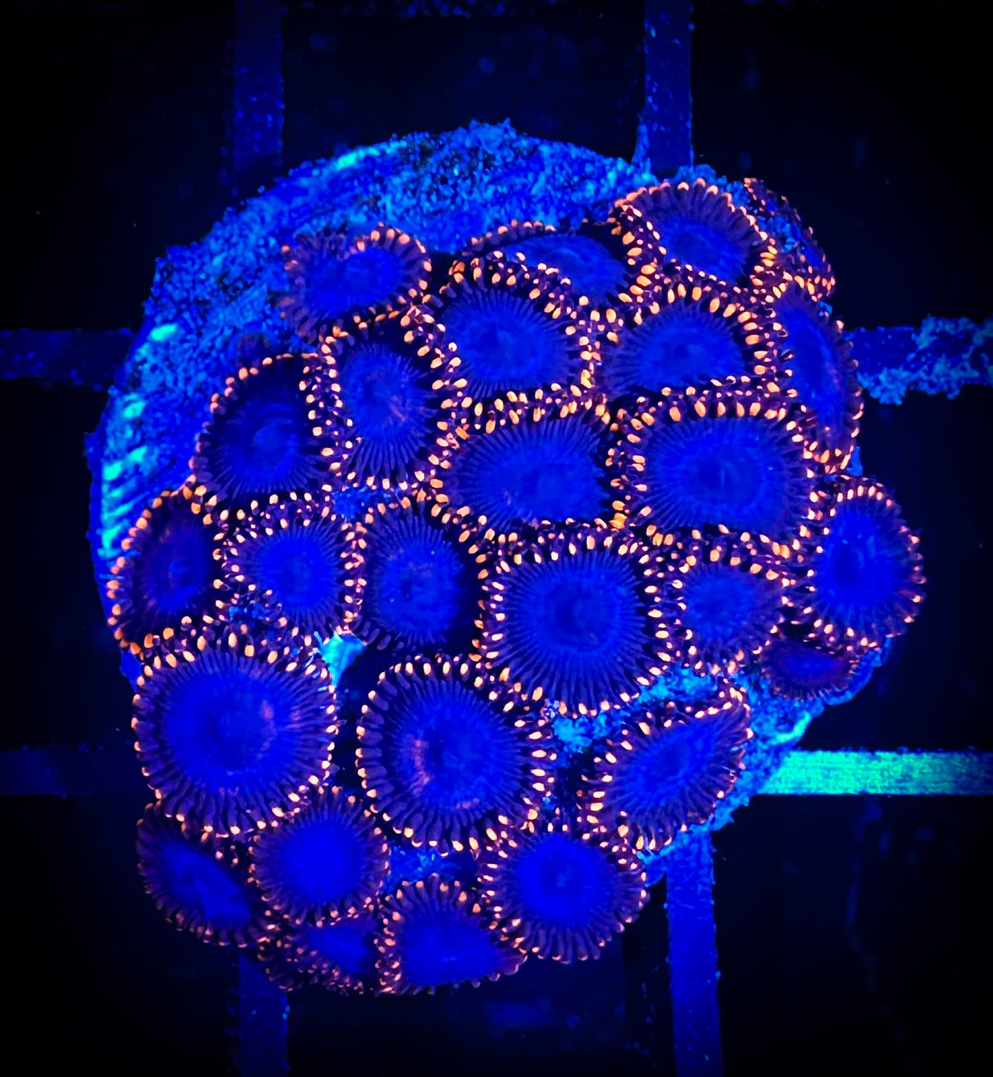 WYSIWYG Spiderman Zoanthids Large Frag 04C3