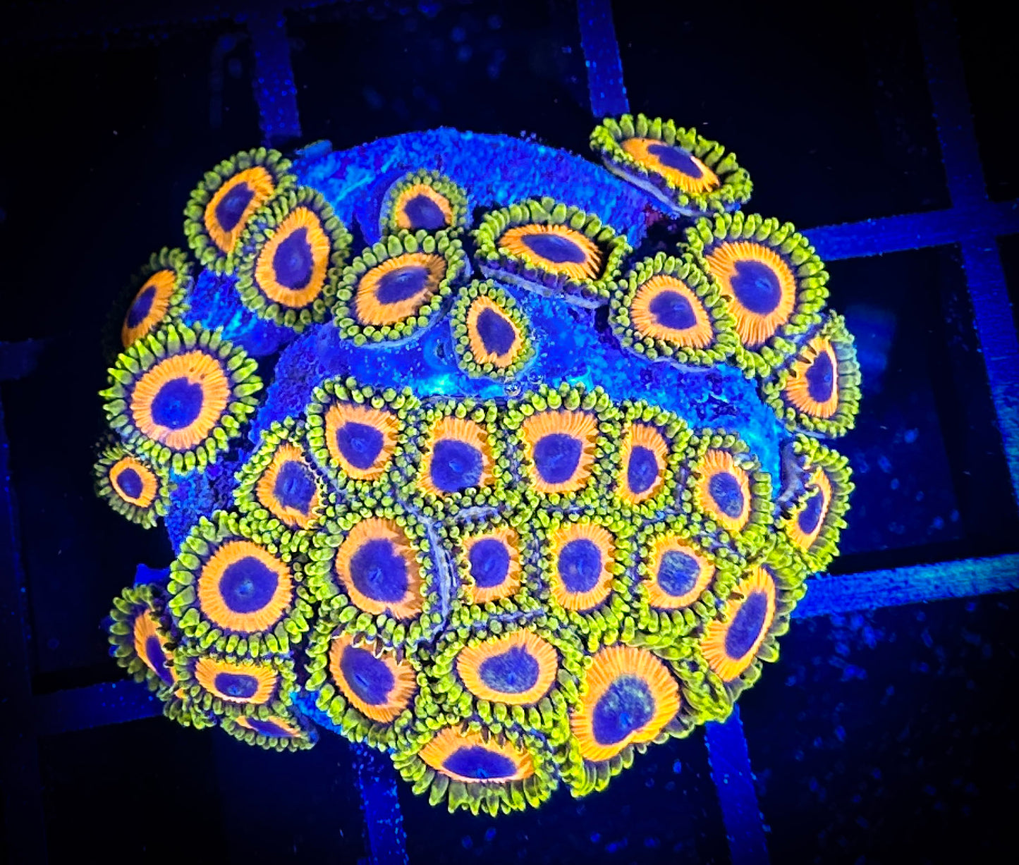 WYSIWYG JF Jungle Juice Zoanthids Large Frag 04D4