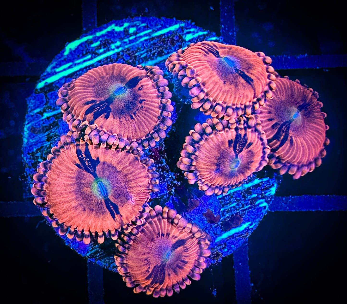WYSIWYG CC Pink Passion Zoanthids 04D4