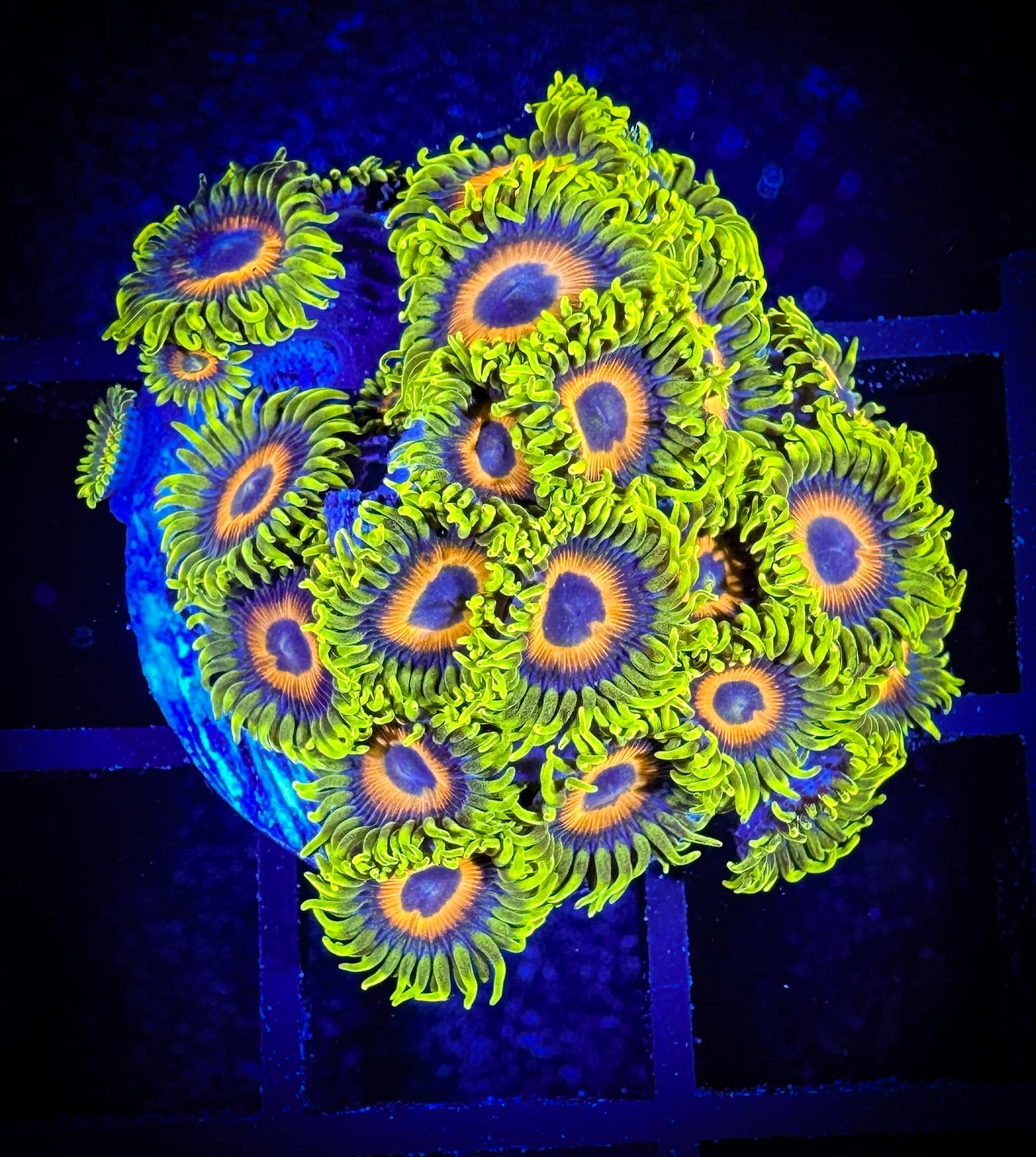WYSIWYG Super Sunflower Zoanthids Mini Colony 04E1