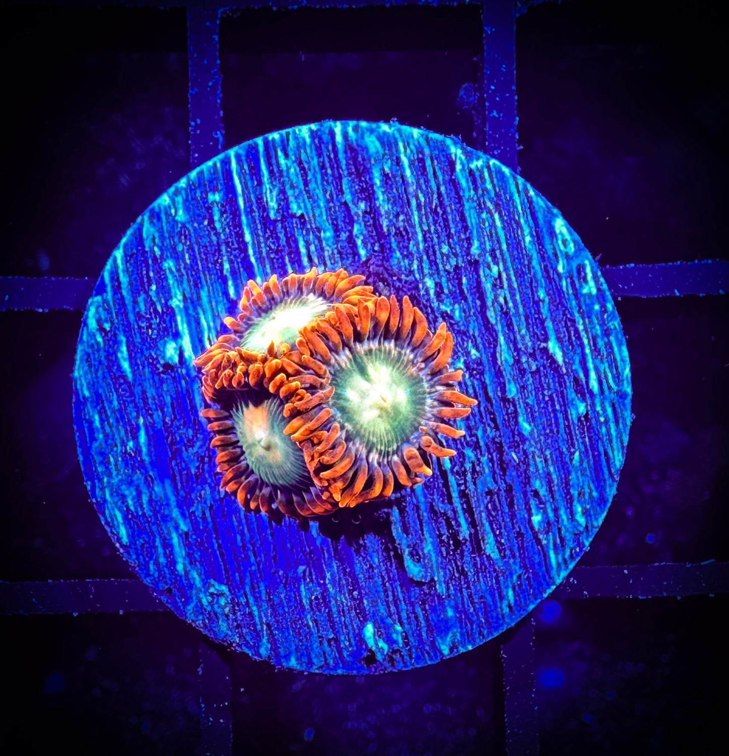 WYSIWYG Mango Fusion Zoanthid 04E3