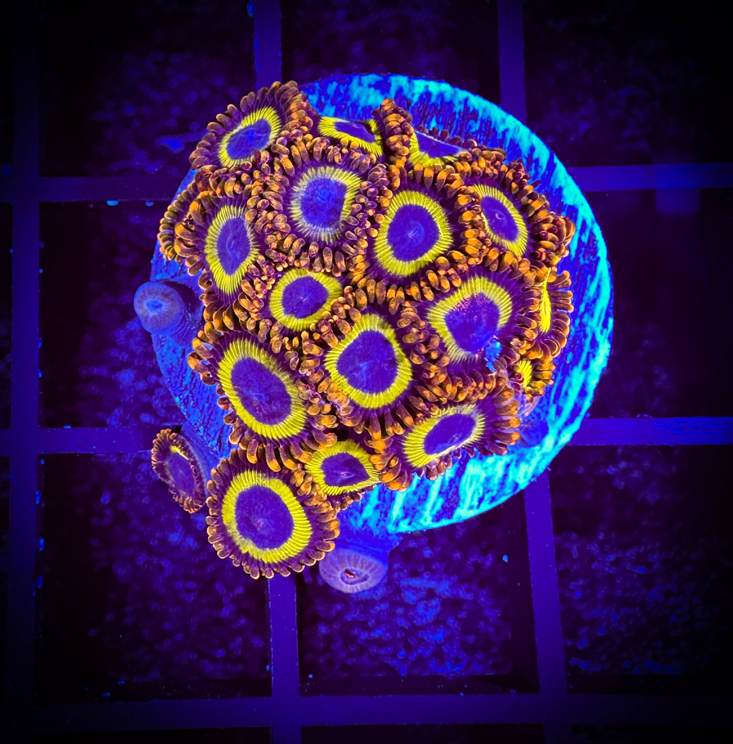 WYSIWYG Fruitloops Zoanthids Large Frag 04E3