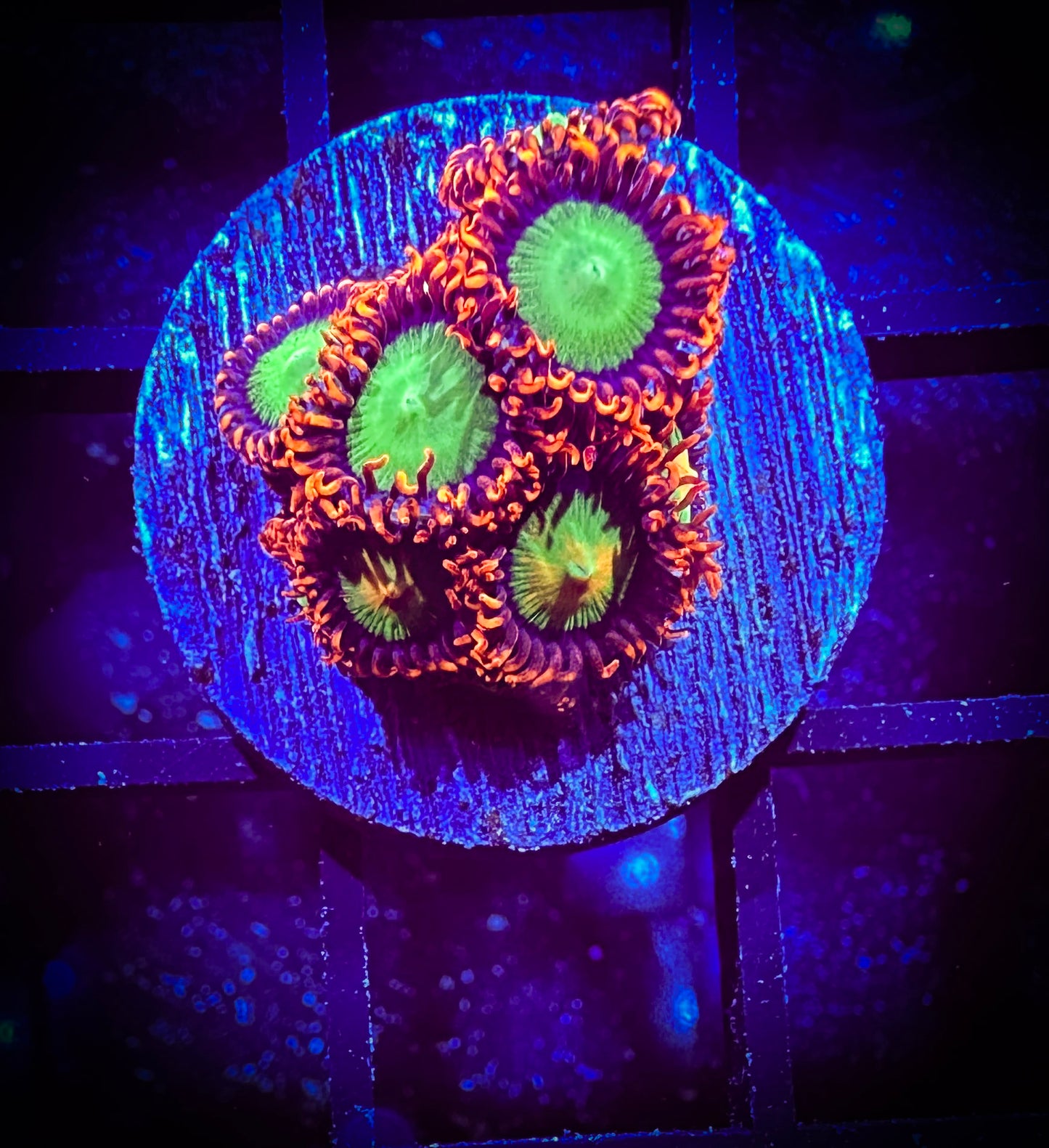Goblins on Fire Zoanthids