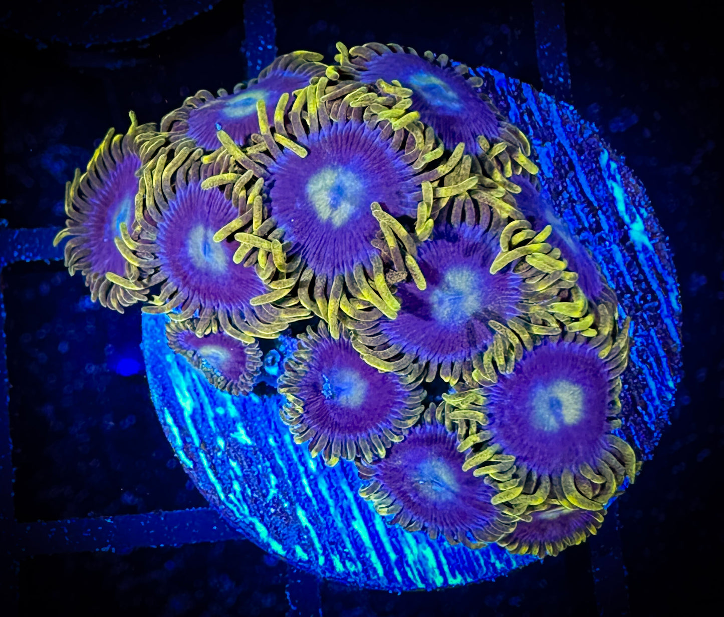 WYSIWYG Blueberry Fields Zoanthids 04F2