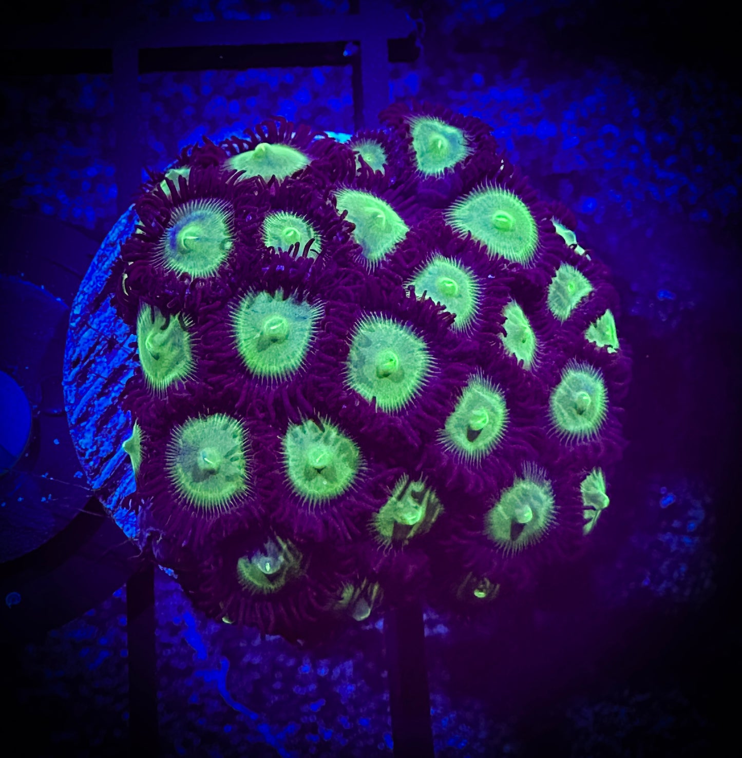 WYSIWYG Mean Greens Zoanthids Colony 04F4