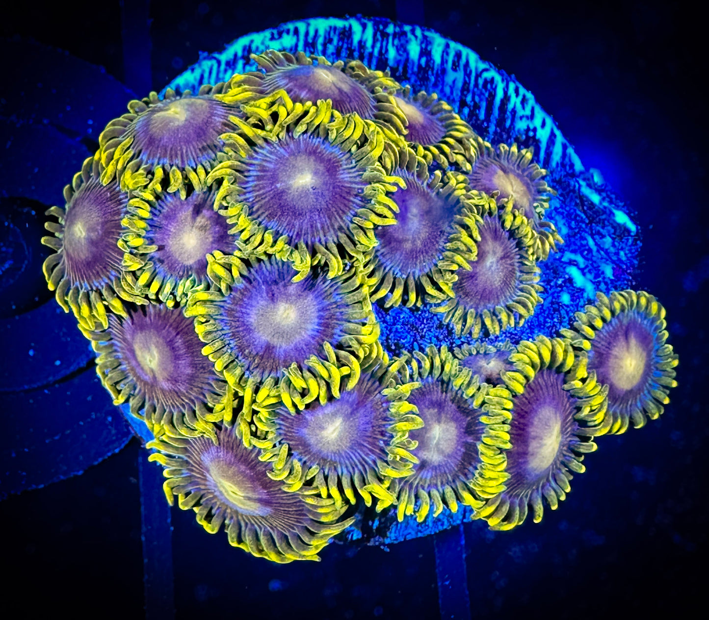 WYSIWYG Evil Mel's Green Skirt Zoanthids Large Frag 04F4