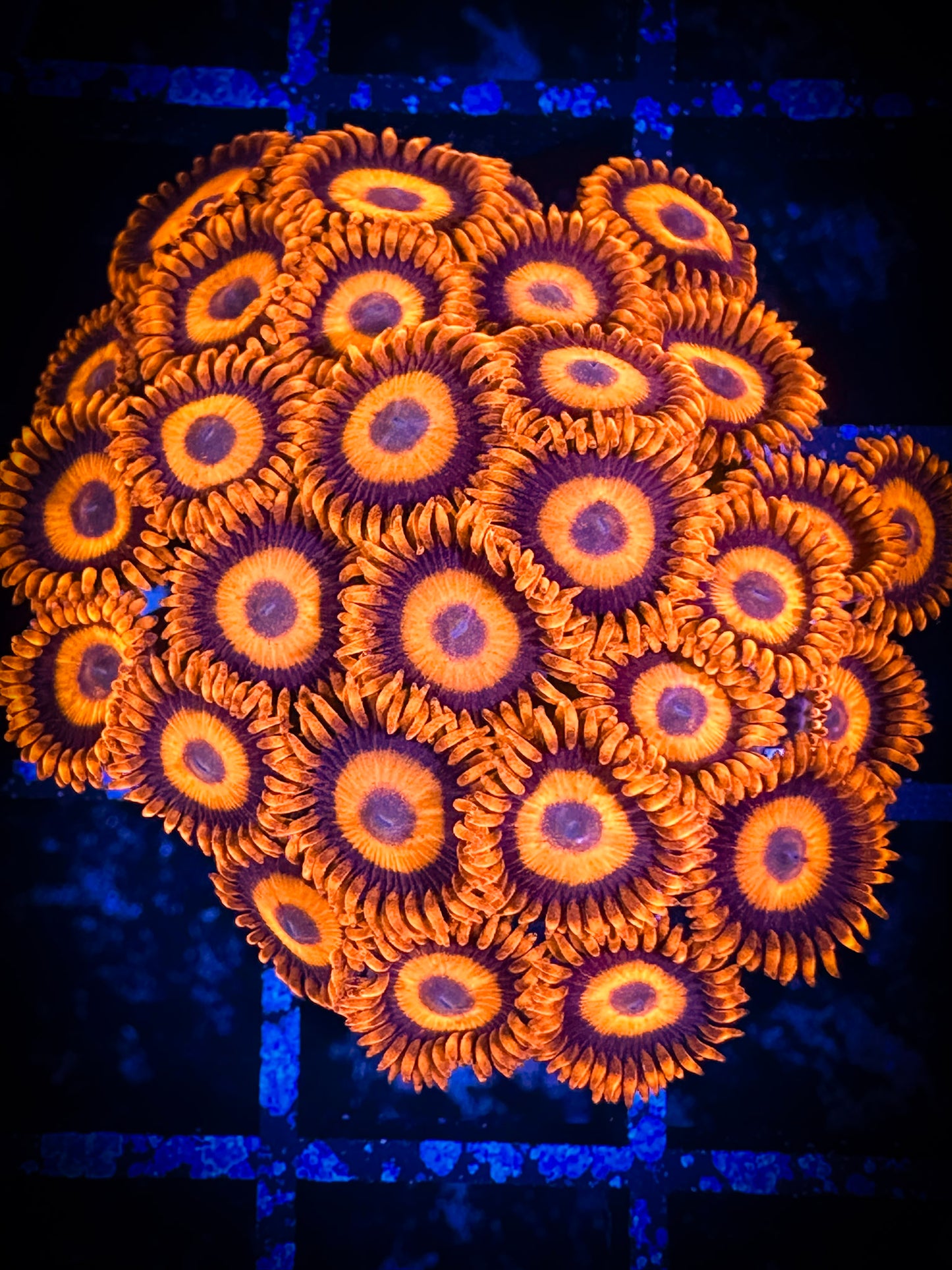 WYSIWYG CB Orange Hornets AKA Oxides Zoanthids Colony 05B2