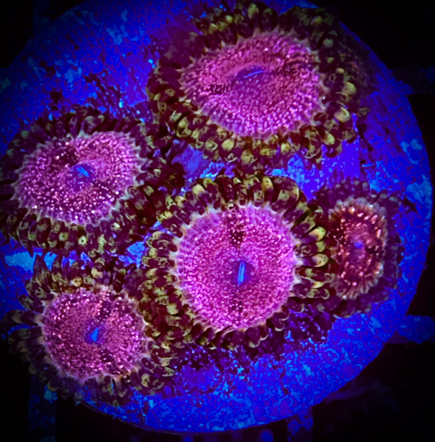 WYSIWYG Strawberry Wine Zoanthids 02A1