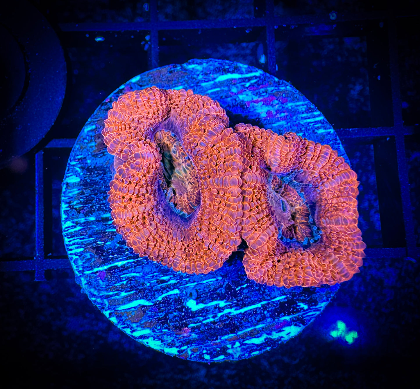 WYSIWYG Ultra Acan (Micromussa) 05B4