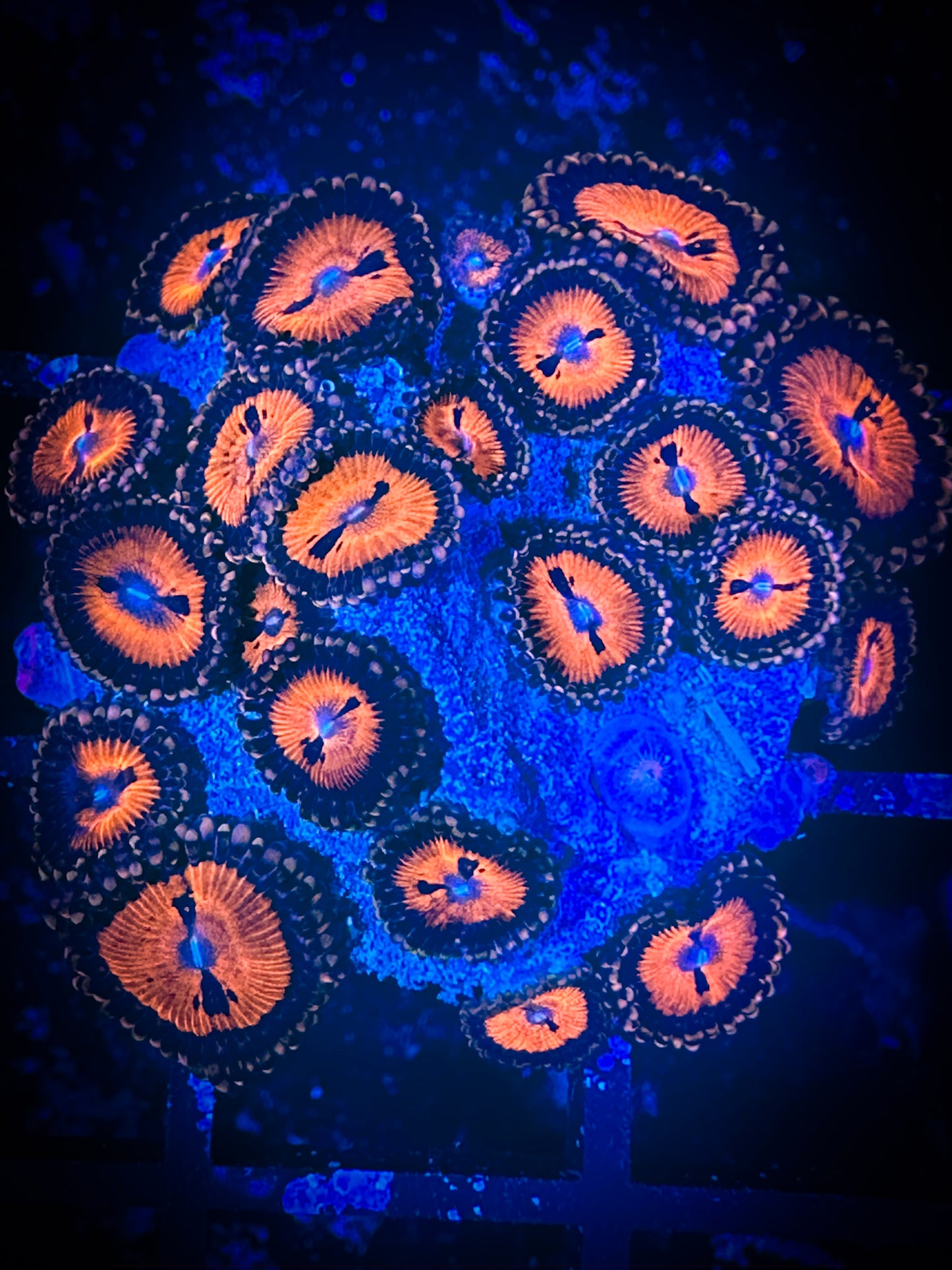 WYSIWYG WWC Bloodsuckers AKA Date Night Zoanthids 05C1