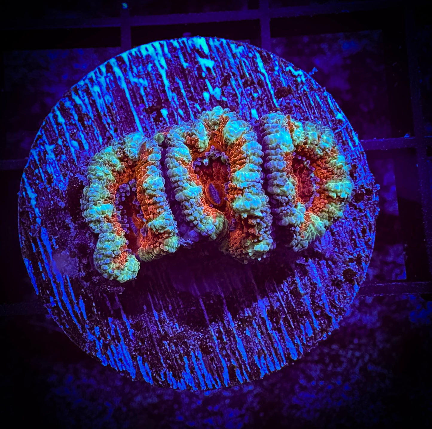 WYSIWYG Ultra Acan (Micromussa) 05C4