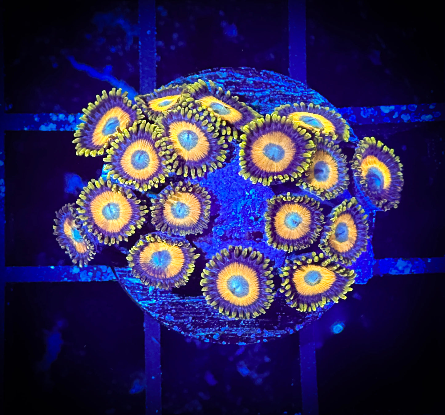 WYSIWYG Scrambled Eggs Zoanthids Frag 05D2