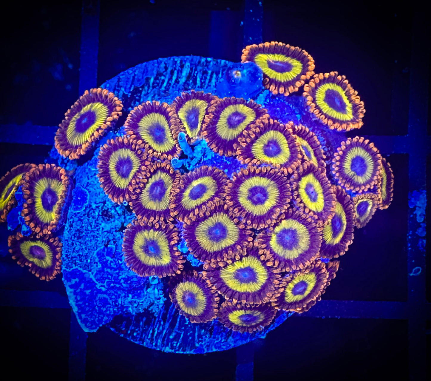 WYSIWYG Fruitloops Zoanthids Large Frag 05E2