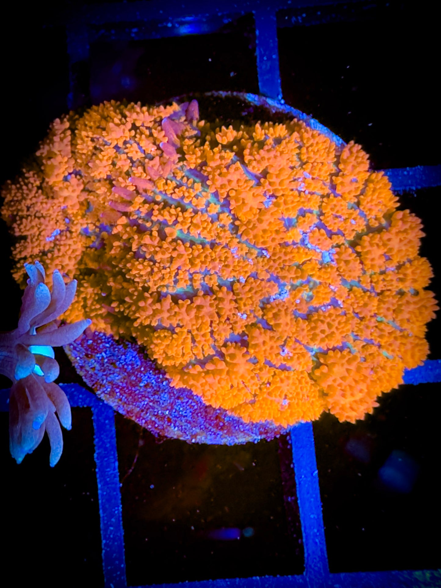 WYSIWYG Orange Rhodactis Mushroom 05F2