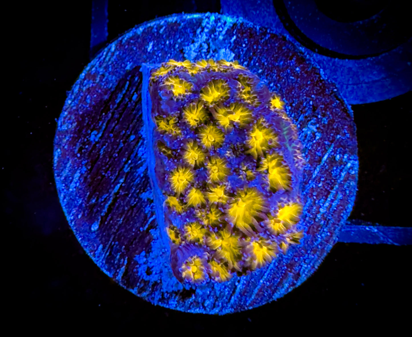 Orange Leptastrea