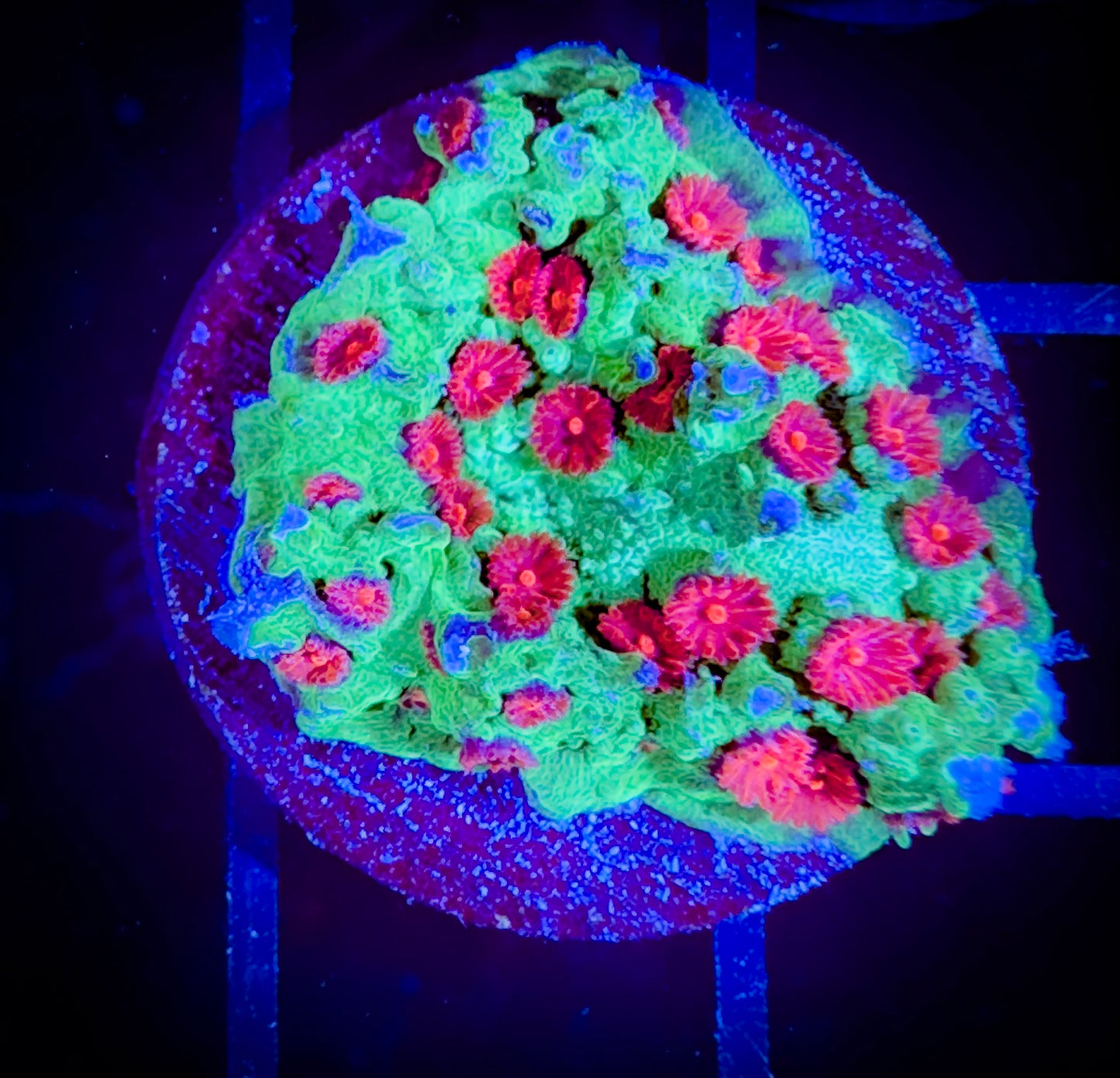 Jingle Bells Cyphastrea