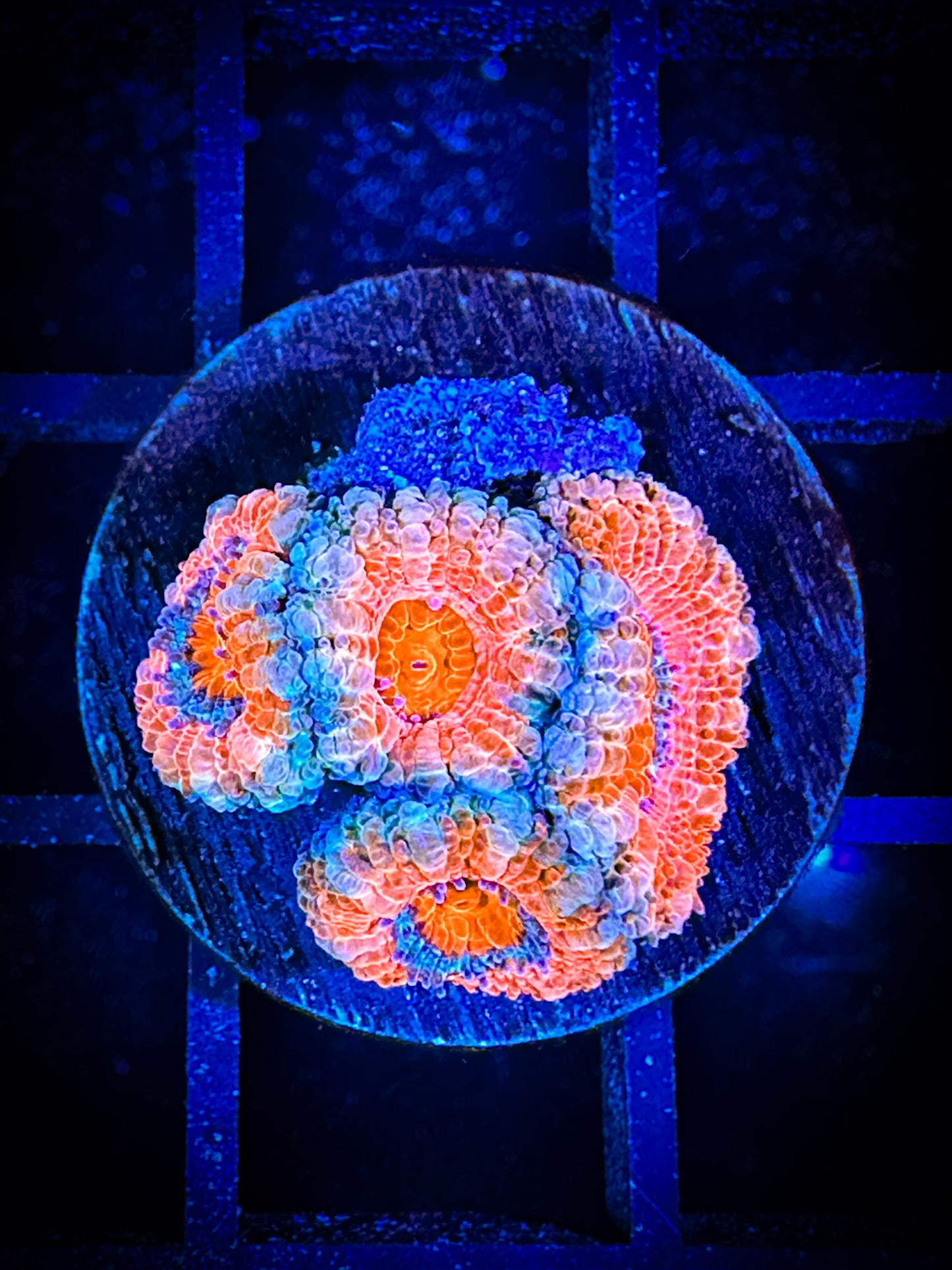 WYSIWYG Ultra Acan (Micromussa) 06B2