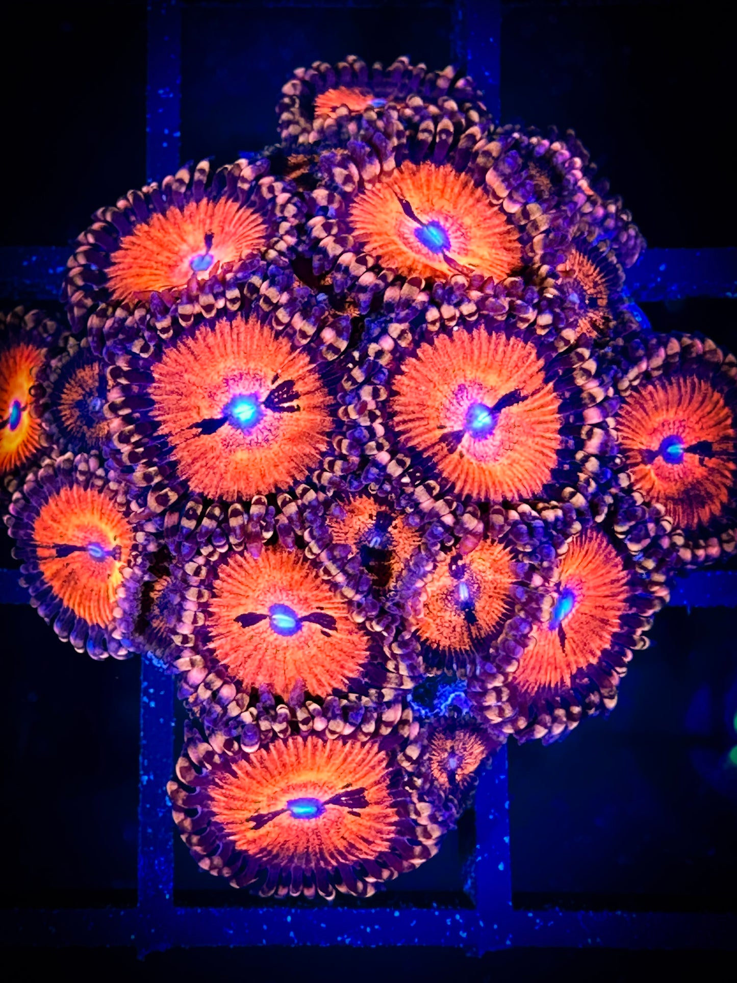 WYSIWYG WWC Bloodsuckers AKA Date Night Zoanthids Mini Colony 06D4