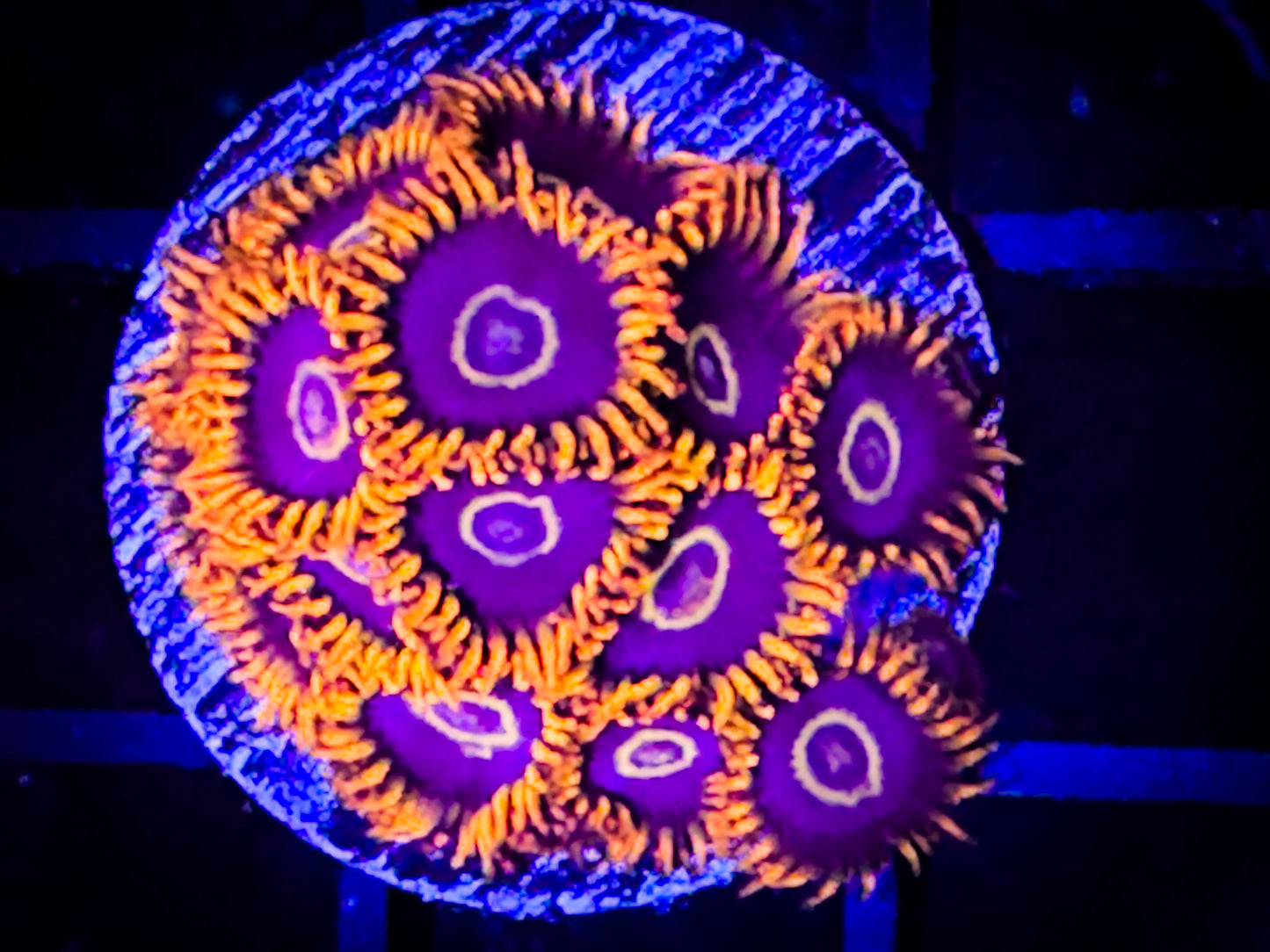 Rainbow Hornets Zoanthids
