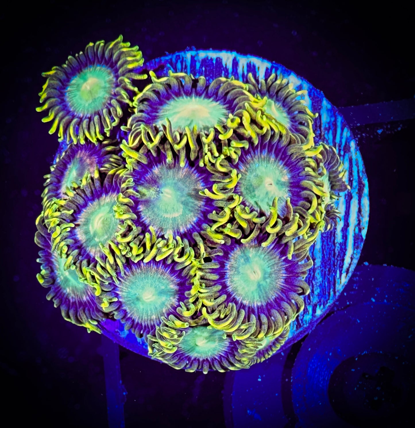 WYSIWYG Red Ring Radioactive Dragon Eye Zoanthids 07A1