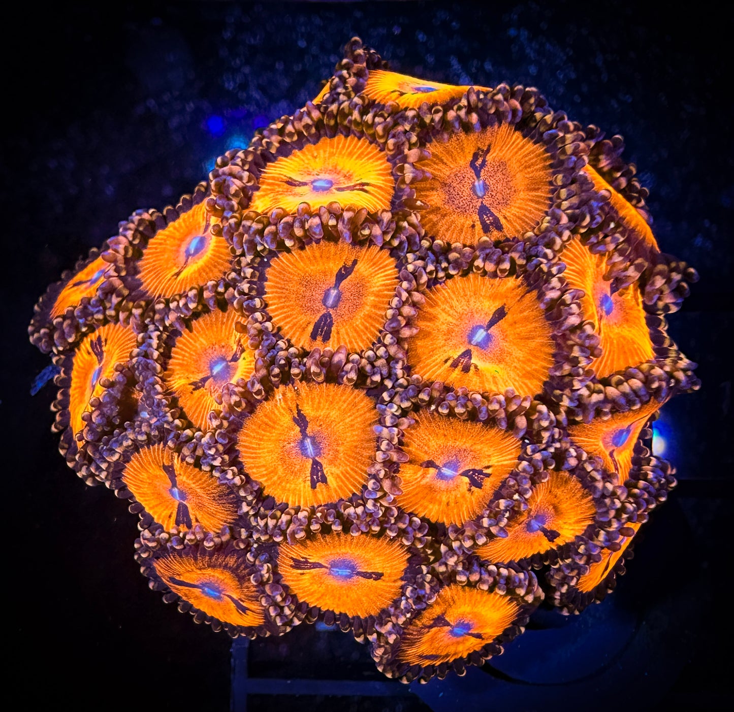 WYSIWYG WWC Bloodsuckers AKA Date Night Zoanthids Large Frag 07A1