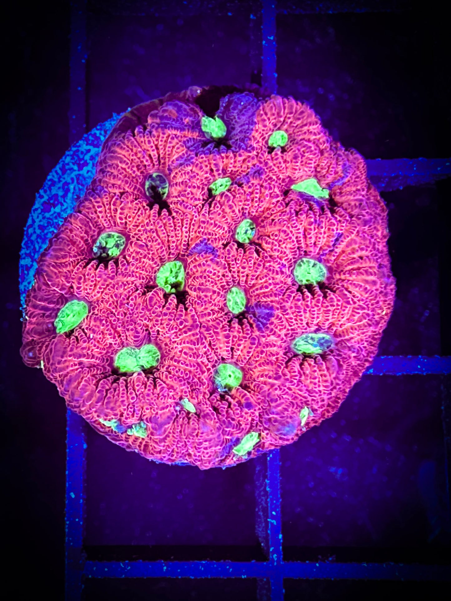 WYSIWYG Bright Eyed War Coral (Favities) 04C2