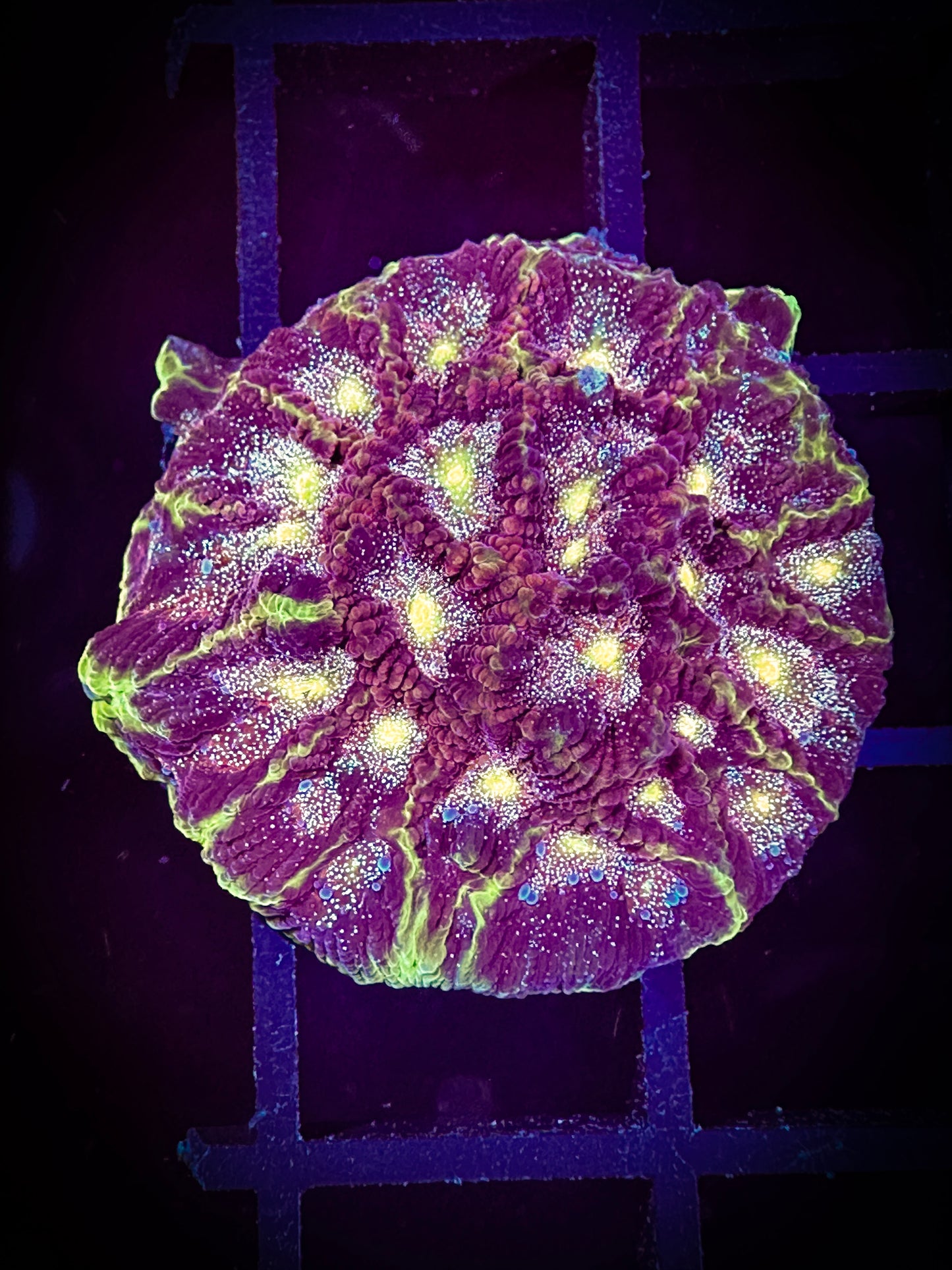 WYSIWYG Allomancy Favities Coral 06C3