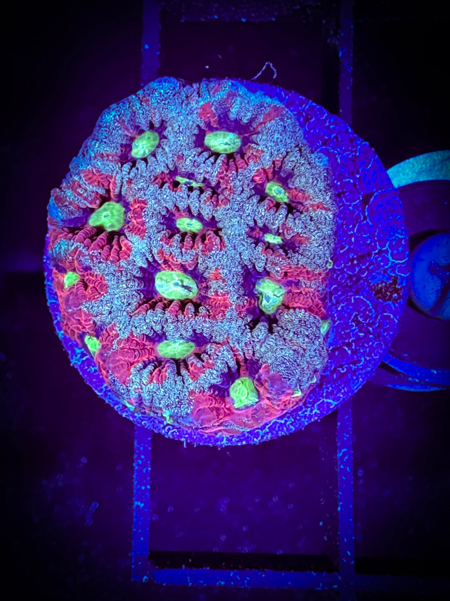 WYSIWYG Turquoise War Coral (Favities) 07A4