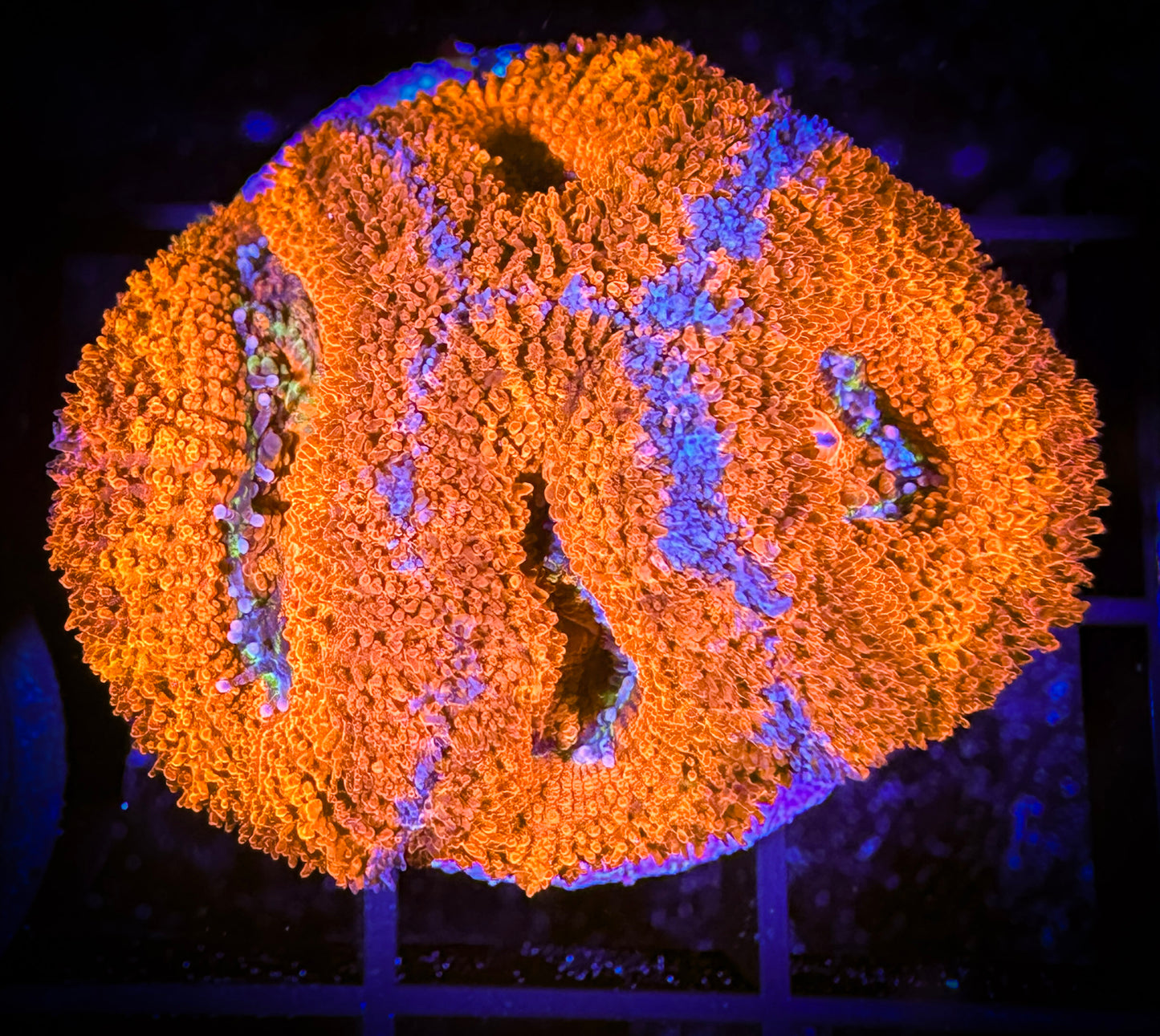WYSIWYG Ultra Acan (Micromussa) 02B3