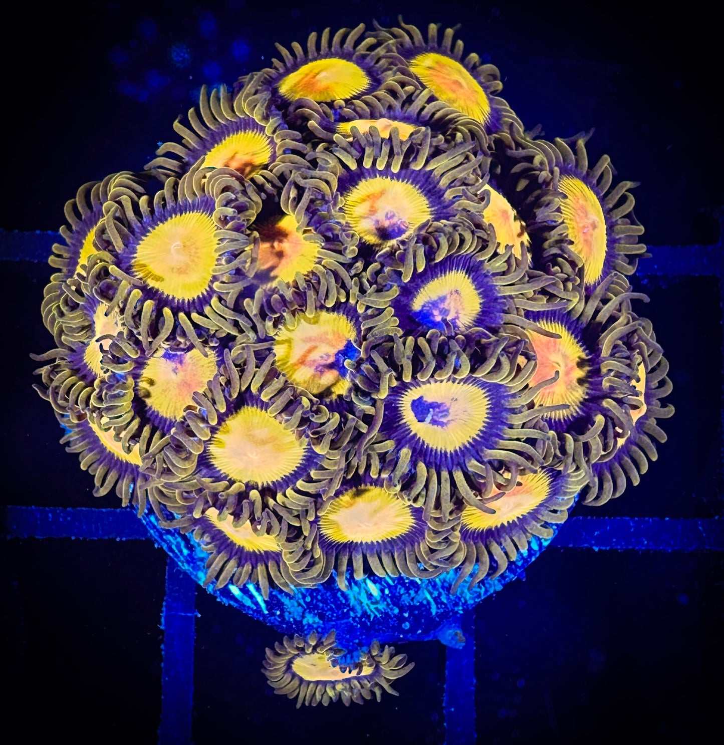 WYSIWYG CC Tutti Fruity Zoanthids 07B1